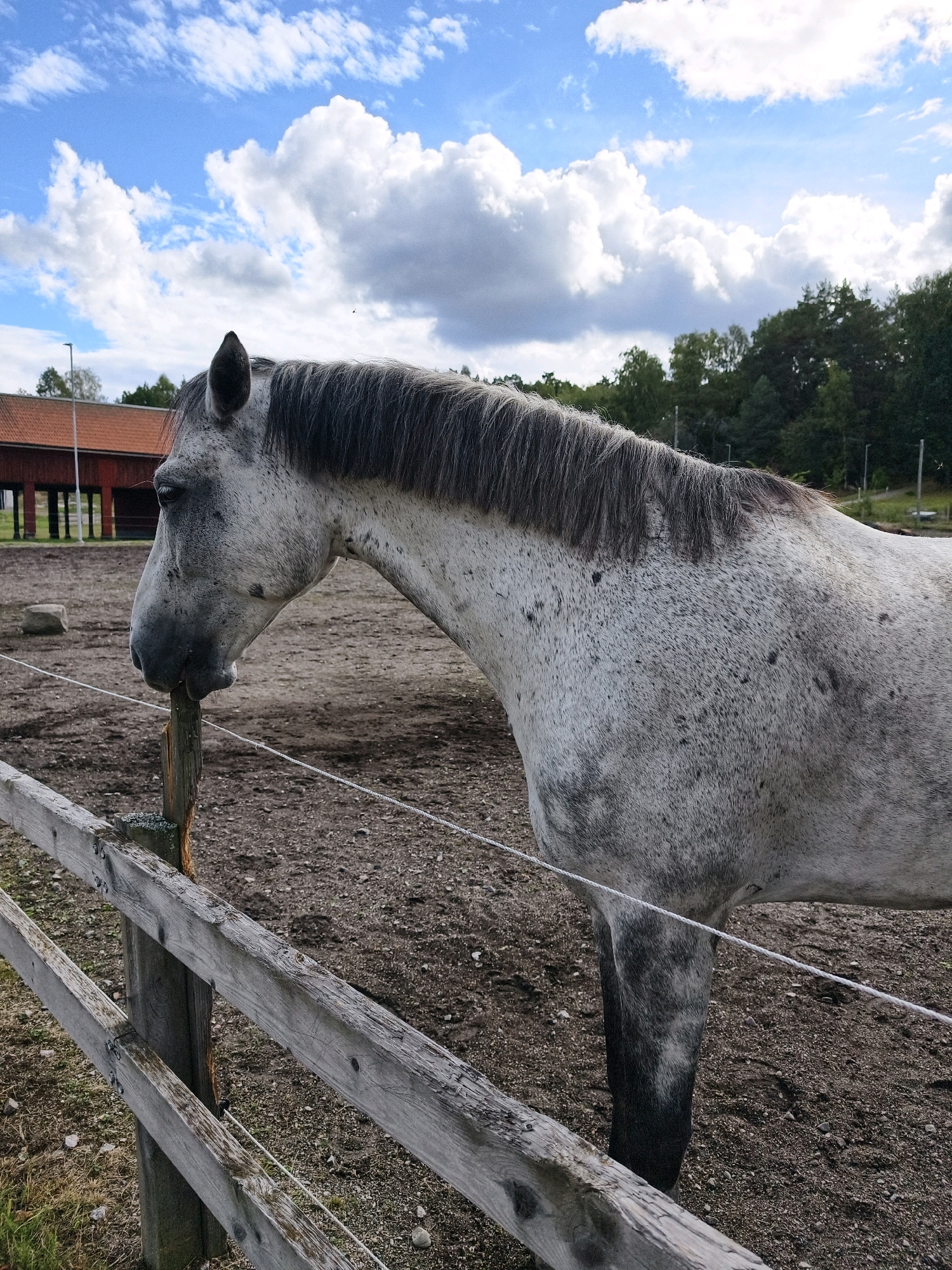 A dapple gray horse stands in a muddy enclosure in front of a wooden fence. The horse is facing left, chewing on a wooden post. In the background, there is a red barn, a line of trees, and a blue sky with white clouds. The image appears to be taken on a bright, overcast day. The location is identified as a farm in Norrköping, Sweden.