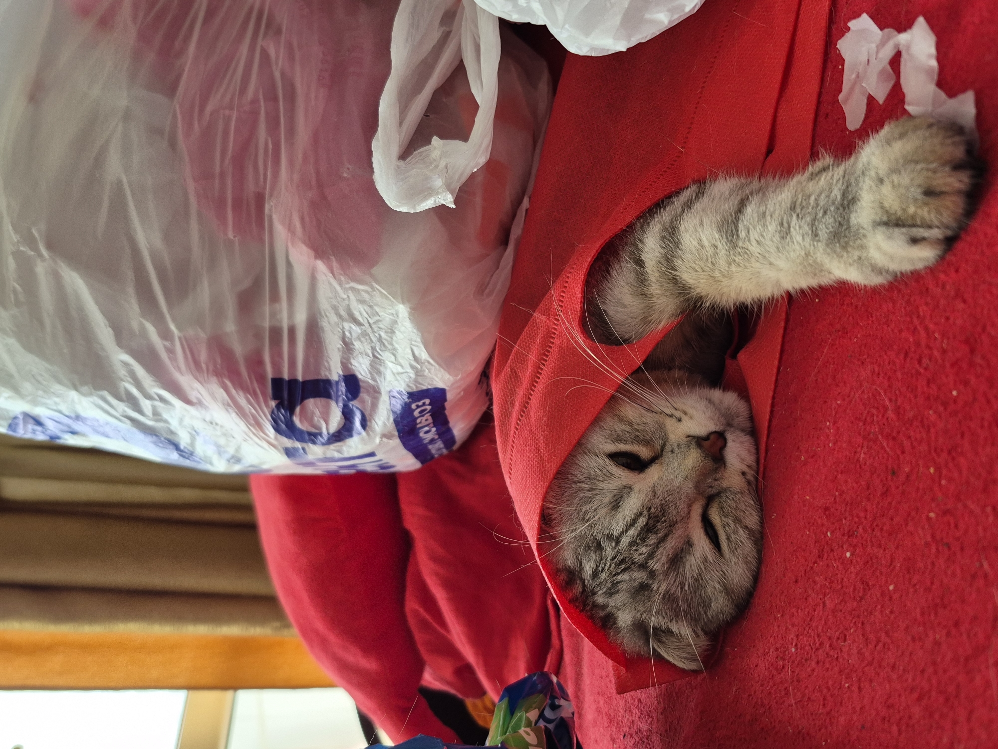 This indoor image from Chaikovsky, Russia, features a tabby cat resting comfortably on a bright red surface, possibly a blanket, hooded garment, or pet bed. The cat, predominantly grey and black striped with white fur on its face, is seen with its eyes closed, appearing to be asleep or deeply relaxed. Its head is tucked into the red material, while one striped paw extends out.
To the left of the cat, a large, crinkled white plastic bag fills a significant portion of the frame. Blue text fragments are visible on the bag, including a clear "B" and what looks like "CKM03," possibly part of a brand name or code. Another smaller, white plastic bag is partially visible near the cat's head. Scattered on the red surface near the cat's paw are several small, torn pieces of white paper or tissue. The background, largely blurred, shows warm brown and tan tones, suggesting furniture or wall textures, with a lighter area at the bottom possibly indicating a window. The overall scene conveys a sense of peace and coziness.