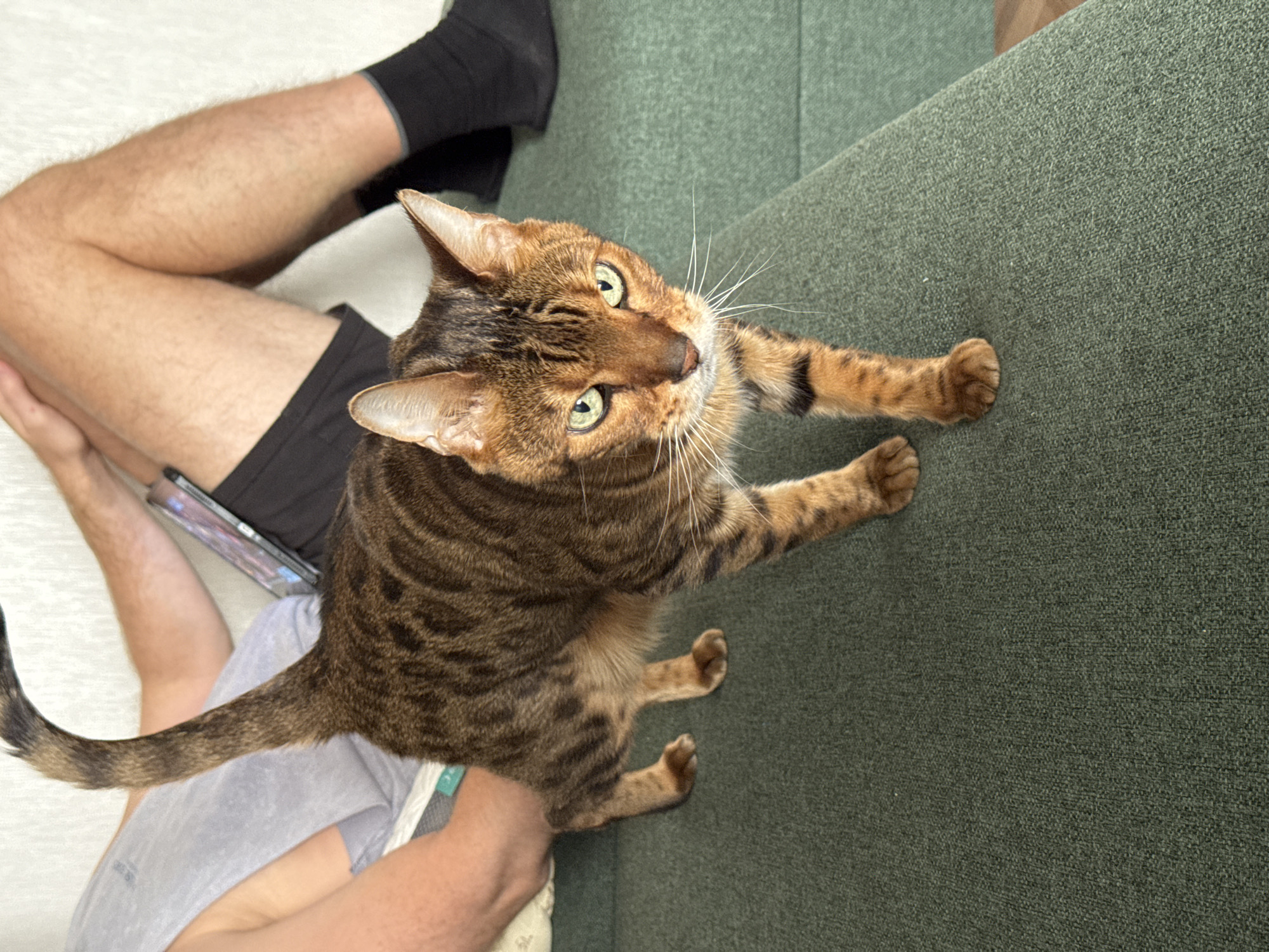 An overhead, slightly angled shot captures a striking tabby or Bengal cat with vivid green eyes and prominent white whiskers, looking directly at the viewer. The cat's rich brown and black striped and spotted fur is clearly visible as it stands with its front paws on a dark green, textured sofa or couch. Its posture suggests it is either seeking attention or preparing to jump onto the sofa.
To the left of the cat, a person is partially visible, reclining or sitting on a light-colored, textured surface, possibly a rug or blanket. The person's hairy legs are clad in black shorts, and black socks cover their feet. Their arms and hands are also visible, with one hand holding a smartphone or tablet, though its screen content is not discernible. The person is wearing a light grey t-shirt.
The scene depicts an indoor setting, likely a living room or bedroom, characterized by the contrast between the plush light surface and the sturdy green furniture. The lighting is even, indicating a daytime setting. The cat appears alert, curious, and engaged with the person or the camera. There is no visible text.