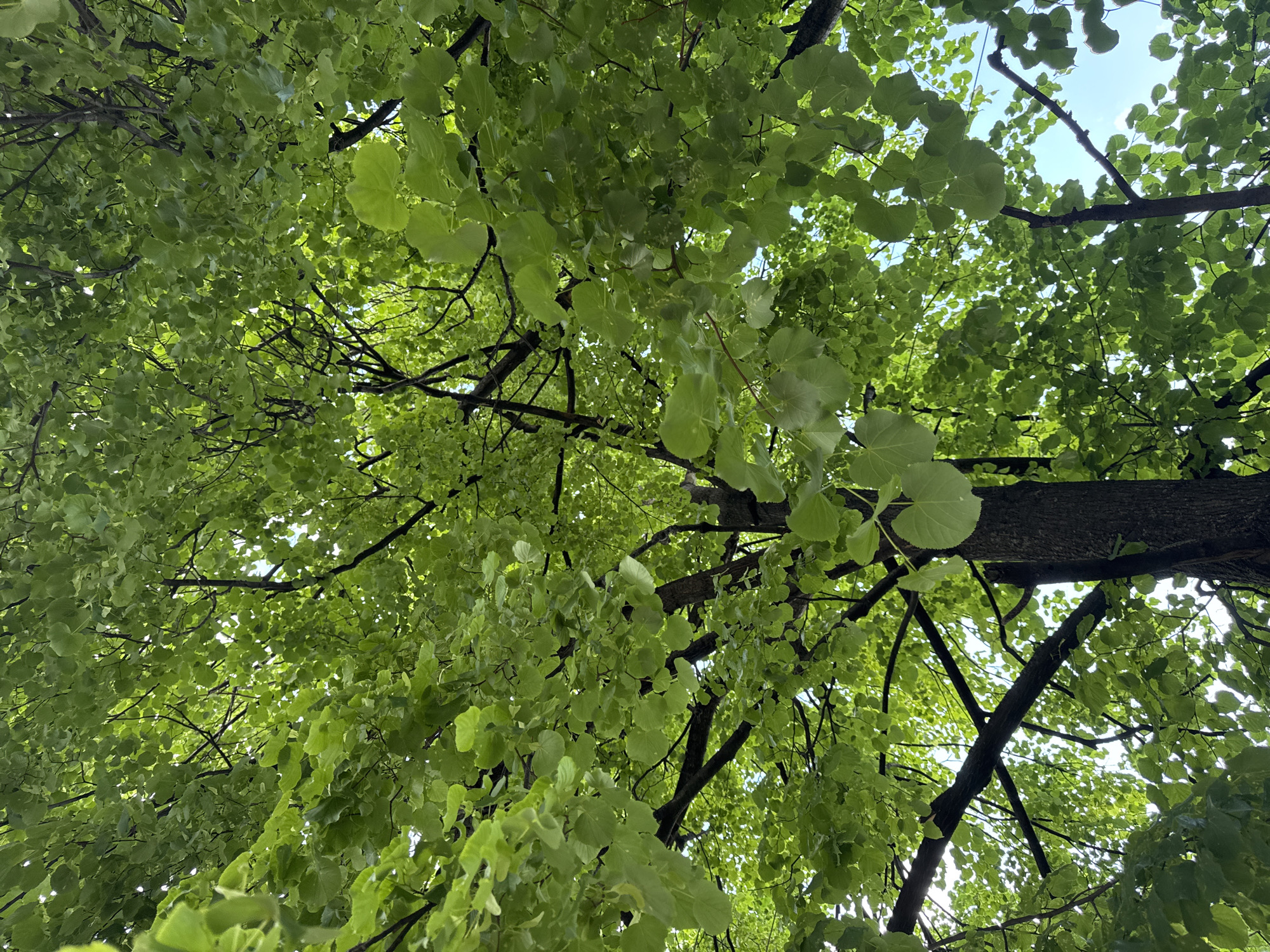 The image presents a vibrant, upward-looking view through a dense tree canopy, dominated by various shades of green foliage. Numerous leaves, primarily heart-shaped or broadly ovate with gently serrated edges, fill most of the frame. Their fresh, light green hue suggests either spring or early summer.
An intricate network of dark brown to black branches and twigs is visible, weaving through the leaves. These branches vary in thickness, creating a complex structure beneath the leafy canopy. Glimpses of a bright, light blue sky, occasionally interspersed with areas of white brightness, peek through the gaps in the foliage, particularly towards the upper right.
The perspective is from directly beneath the tree, looking up towards the light. Sunlight filters through the leaves, creating bright patches and diffused light within the canopy. The overall impression is one of lush natural growth and abundant light. There are no human subjects, animals, or man-made objects visible, and no specific activity is taking place beyond the natural state of the tree. The scene conveys a bright, daytime setting. No text is present in the image.