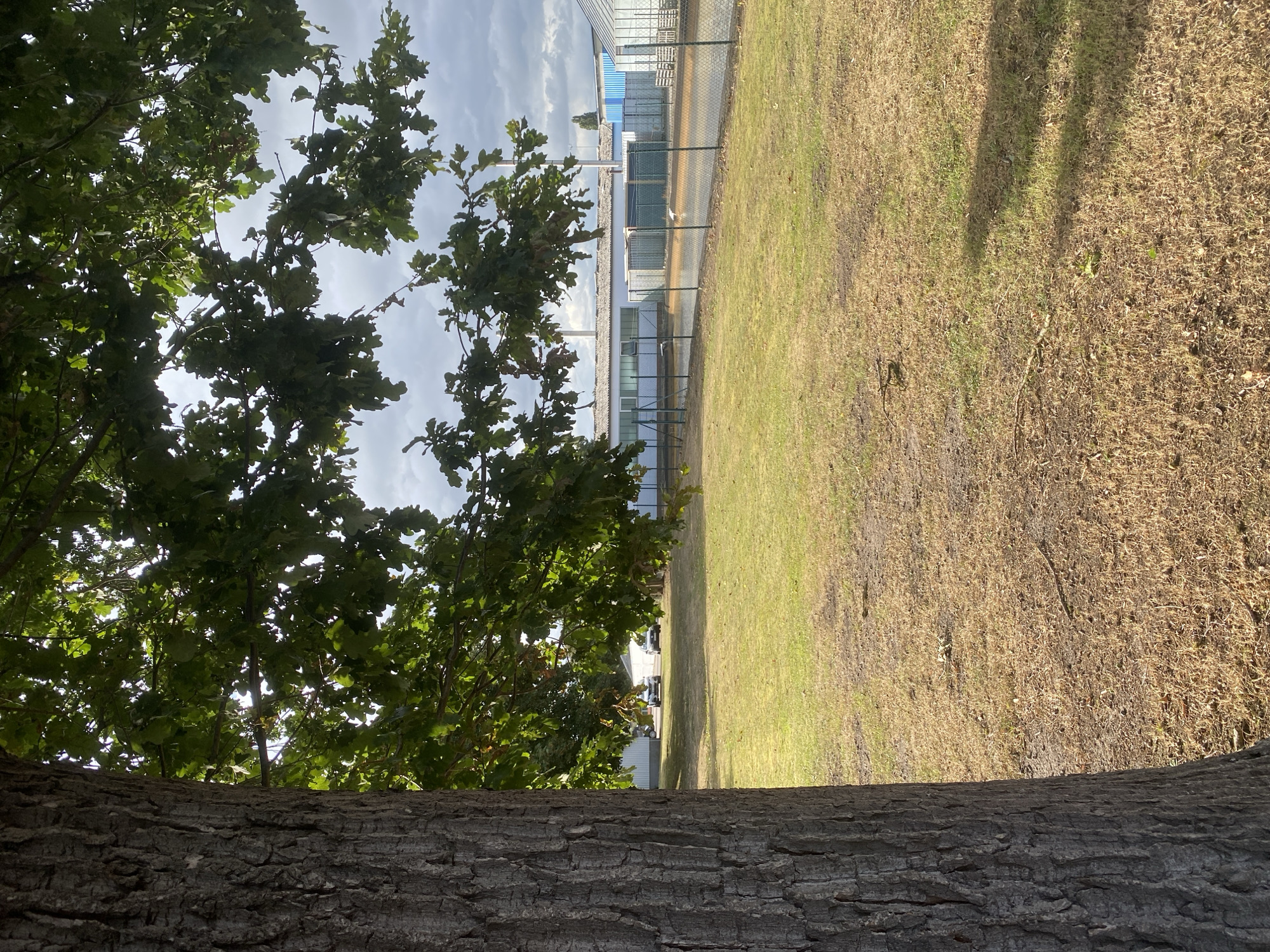 The image captures an outdoor scene in Schwarme, Germany. In the foreground, the textured bark of a large tree trunk is visible on the left, with green leaves and branches of the tree arching over the scene from the top. The middle ground consists of a dry, grassy field with patches of greener grass. In the background, beyond a chain-link fence, are several industrial-style buildings with a pale blue, corrugated metal structure, and a long, white building with windows. A body of water, appearing murky brown, is visible behind the fence. Two white birds, likely storks, are present in the water. Two cars are parked in the distance on a paved area in front of the buildings. The sky is overcast with grey clouds.
