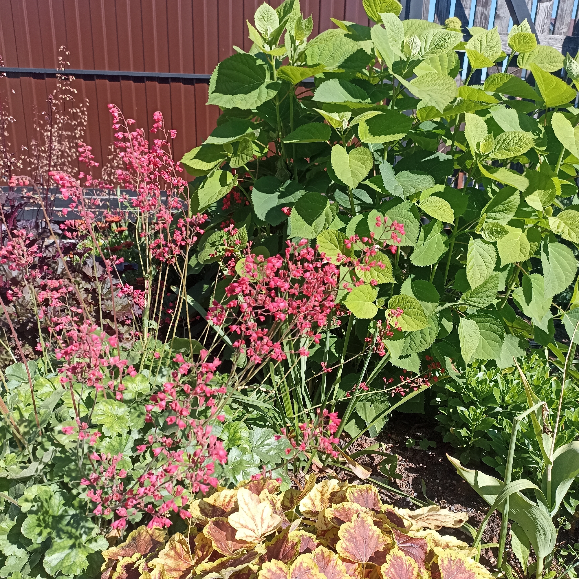 This image depicts a close-up view of a garden with various plants. In the foreground, there is a patch of Heuchera plants with variegated foliage in shades of yellow, red, and brown, and delicate spikes of small pink flowers. Behind the Heuchera, tall, slender stems with clusters of tiny pink bell-shaped flowers are visible, likely a variety of Heuchera or a similar plant. To the right and behind these flowering plants, a large shrub with broad, green, serrated leaves dominates the upper portion of the image. The background consists of a brown corrugated metal fence and a wooden fence, suggesting a backyard or garden setting. The lighting suggests it is a sunny day. The image is taken at an eye-level perspective, looking slightly upwards towards the foliage. There are no people or animals visible in the image. The scene is located in Shakhunya, Russia.