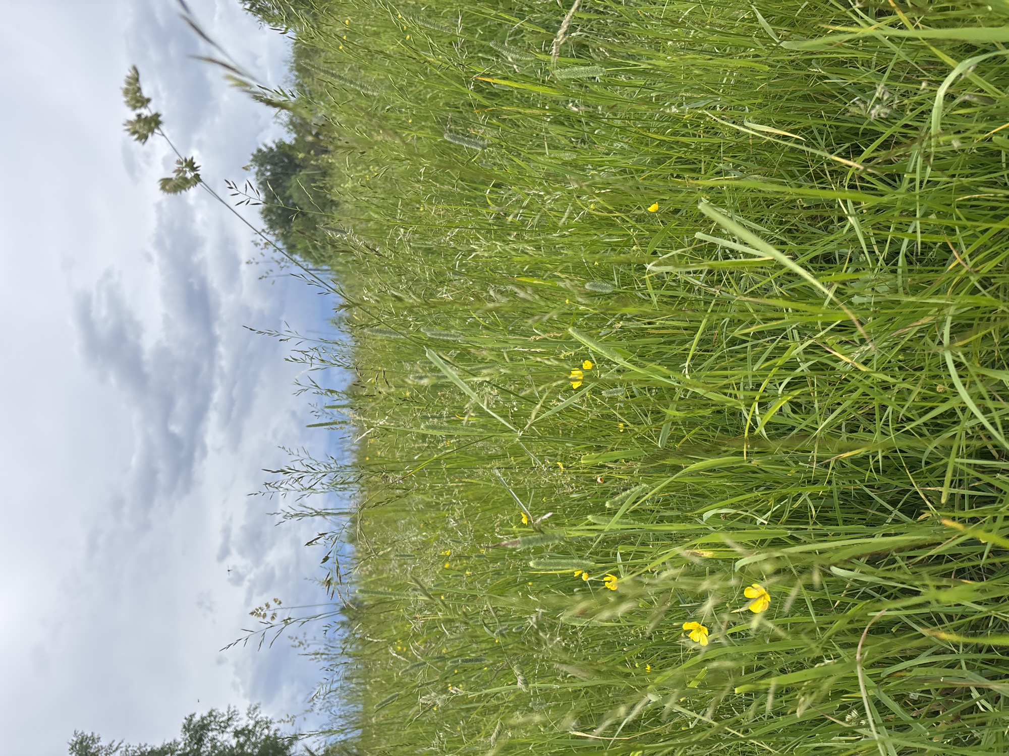 An outdoor, eye-level medium shot captures a field of tall, green grass with scattered small yellow wildflowers under a cloudy sky. The grass blades vary in thickness and length, creating a dense texture throughout the foreground and middle ground. In the distance, trees are visible on the horizon, and the sky is filled with gray, volumetric clouds. The image appears to be taken in a natural, undeveloped area.
