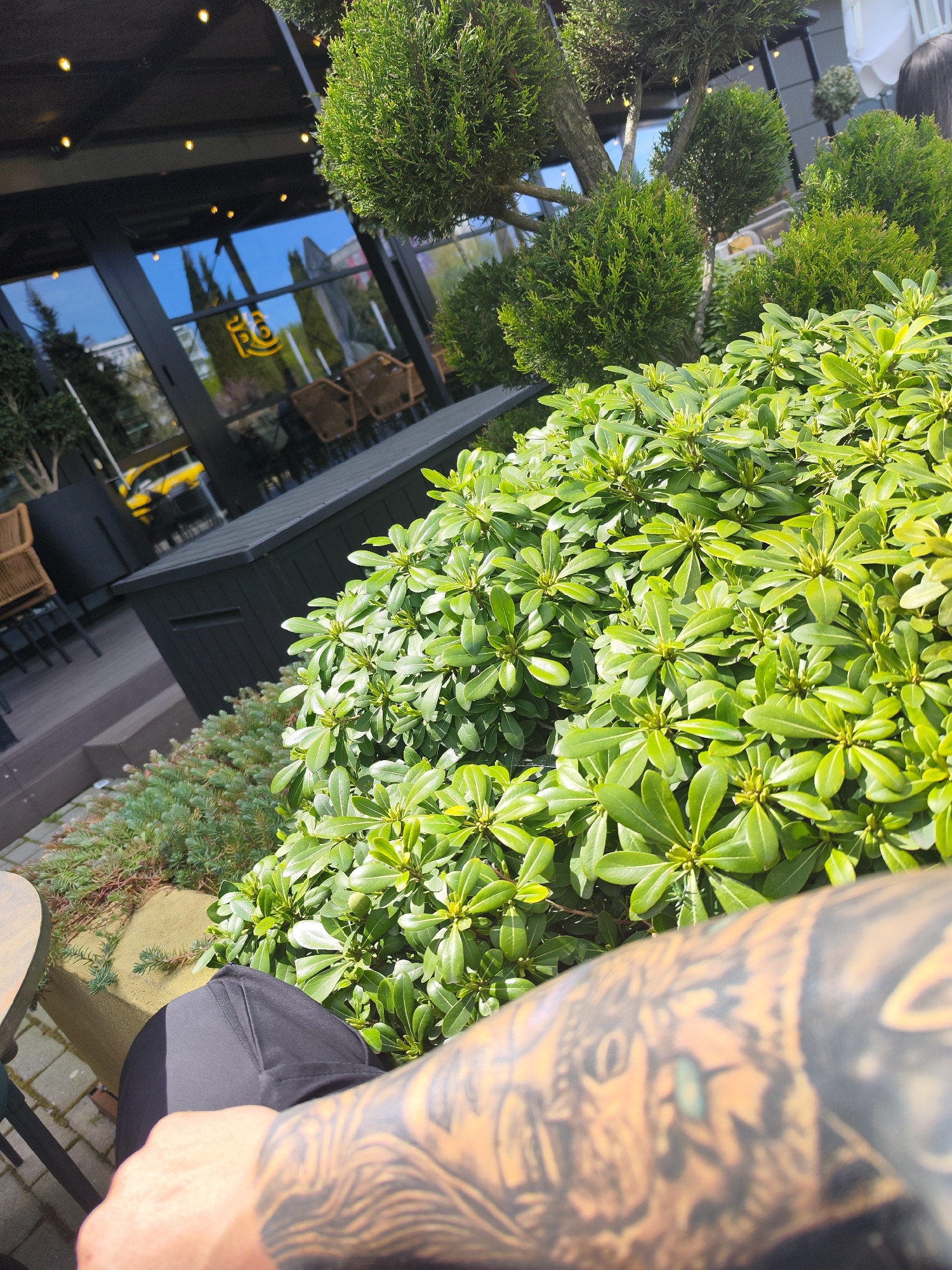 The image depicts a sunlit outdoor patio or terrace of a modern establishment in Burgas, Bulgaria, likely a café or restaurant. In the immediate foreground, a person's tattooed arm and a portion of their leg (clad in black attire) are visible, suggesting a first-person view or a close-up of someone relaxing. The arm features intricate black and gray tattoo designs.
Lush green plants are prominent throughout the scene. A large, vibrant green shrub with glossy leaves and small buds occupies much of the right side, bathed in direct sunlight. Behind this, manicured topiary trees with dense, rounded foliage are arranged, adding to the decorative landscaping.
In the background, a contemporary building with large, dark-framed glass windows is visible. The windows vividly reflect a clear blue sky, tall slender trees, and a bright yellow vehicle, likely a car or taxi. A stylized logo resembling "P6" is clearly reflected in one of the windows. Below the windows, there's an outdoor seating area furnished with wicker chairs and dark tables, along with a dark, rectangular outdoor storage box or bench. The ground is composed of light-colored paving stones and dark wooden decking. The strong sunlight indicates it is daytime, creating bright highlights and shadows across the scene. The overall impression is one of a peaceful, leisurely outdoor setting.