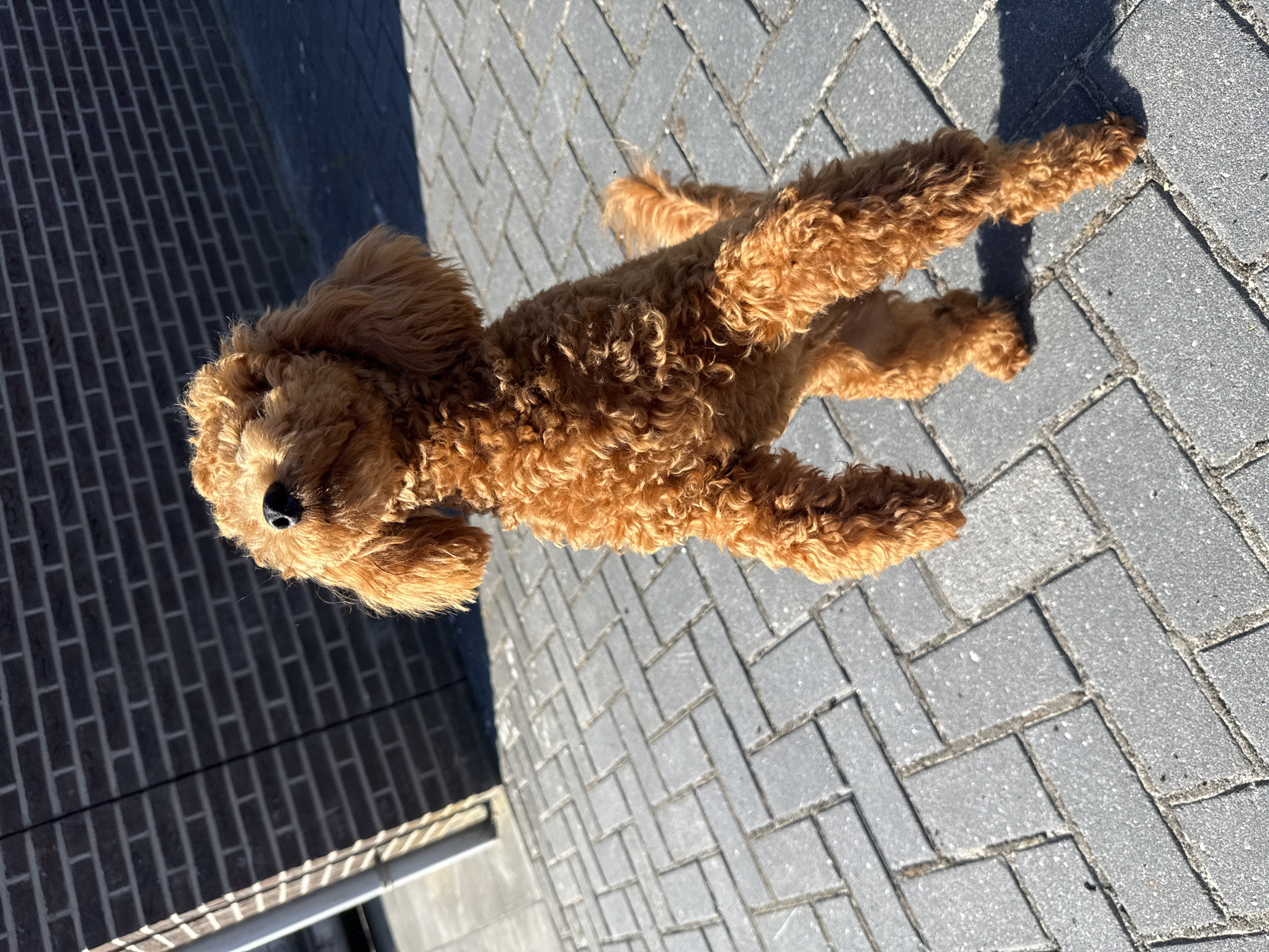 A small, auburn-colored poodle stands on its hind legs on a paved walkway outside. The dog's fur is curly and appears somewhat shaggy. The background consists of a dark brick wall and a portion of a light-colored post. The walkway is made of rectangular, gray pavers laid in a herringbone pattern. Sunlight casts distinct shadows on the ground, indicating a bright day. The setting appears to be an outdoor urban or suburban environment, possibly a street or a courtyard in Marum, Netherlands, given the architectural style of the brickwork and paving. There are no other living beings visible in the image.