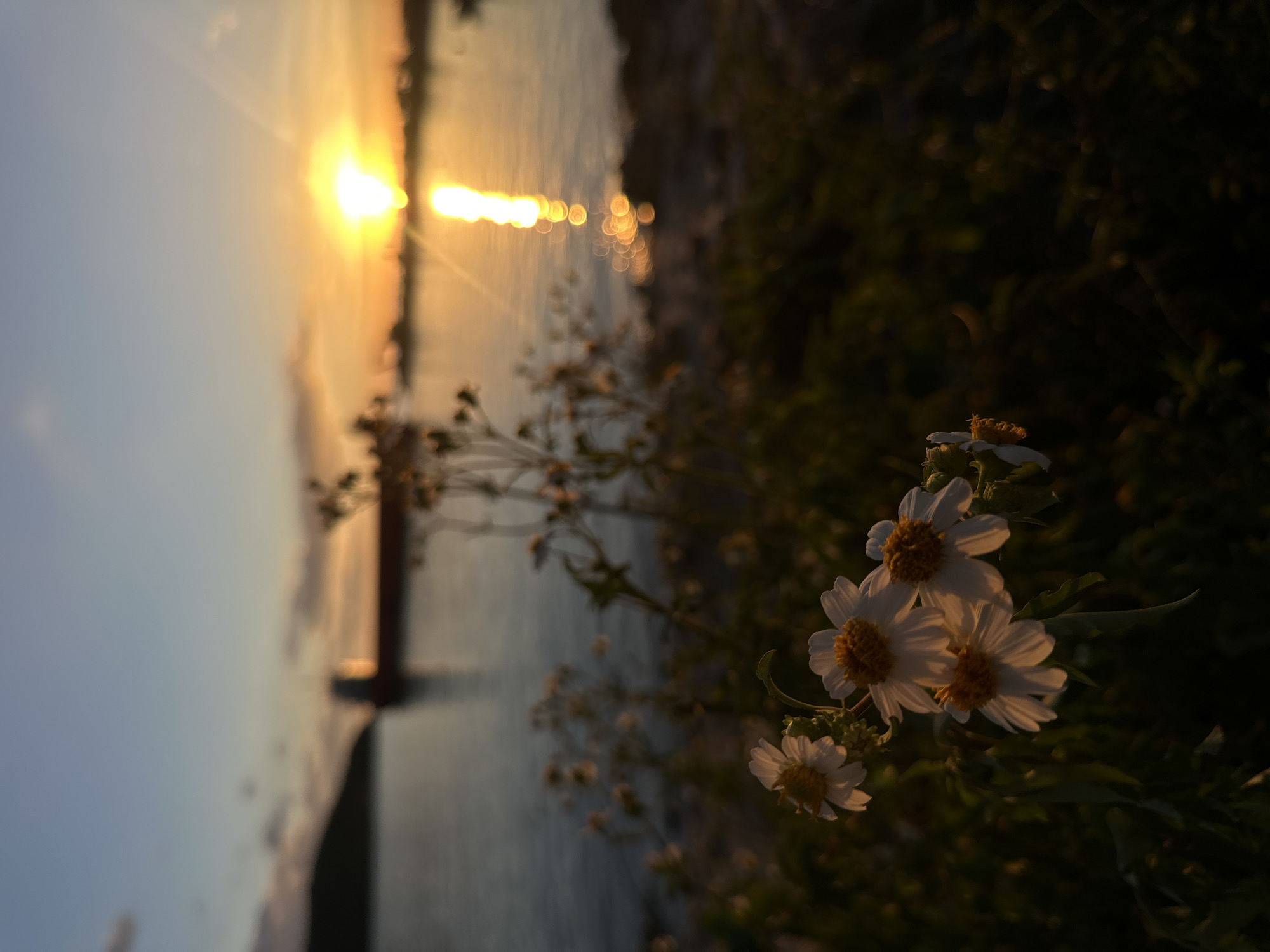 The image depicts a serene sunset scene at the coast of Koh Phangan, Thailand. In the foreground, delicate white flowers with yellow centers are in sharp focus, their petals catching the warm glow of the setting sun. Behind the flowers, the calm sea reflects the vibrant colors of the sky, with the sun creating a shimmering trail of light on the water's surface. A large cargo ship is visible in the distance, silhouetted against the horizon. The sky is a gradient of blues and oranges, with a few wispy clouds adding texture. The overall atmosphere is one of tranquility and natural beauty.