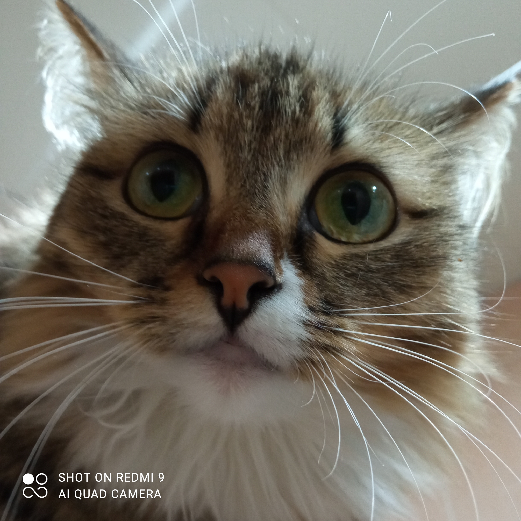 A close-up, low-angle photograph shows a cat's face. The cat has green eyes, a pink nose, brown and tan fur, and long white whiskers. The cat is looking directly at the camera. The background is blurry and white. At the bottom left corner of the image is text that reads "SHOT ON REDMI 9 AI QUAD CAMERA". There is no information to suggest the location.