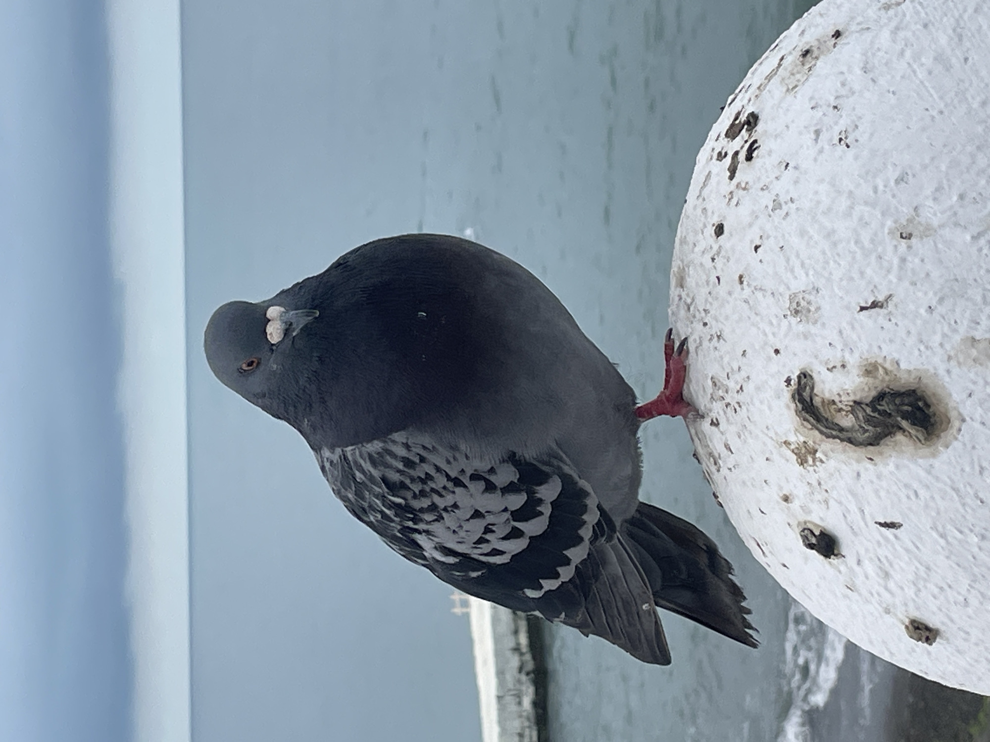 A pigeon stands on a weathered, white spherical structure, likely a buoy, near the Black Sea in Sochi, Russia. The bird is predominantly gray, with black and white checkered markings on its wings, and has red feet. The sea is visible in the background, along with a partial view of a gray overcast sky. Waves are breaking along the shore below the buoy.