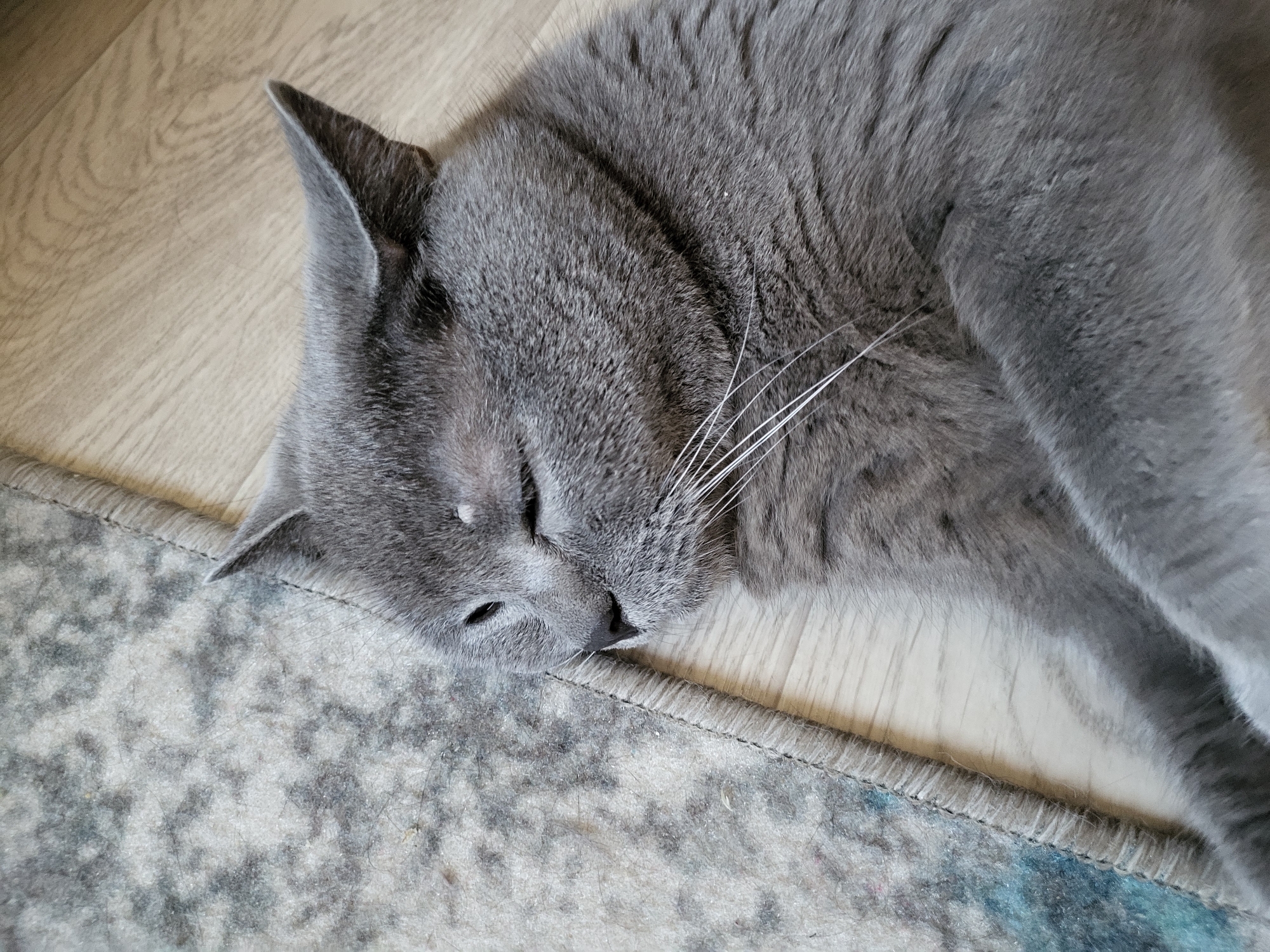 A medium shot captures a gray cat lying on its side on a wooden floor next to a rug. The cat is facing left, with its eyes mostly closed and its mouth slightly open. Its whiskers are long and white, fanning out from its nose. The rug is a light gray color with a patterned design and a textured edge. The wooden floor has a visible grain pattern. The lighting is soft, and the background is out of focus.
