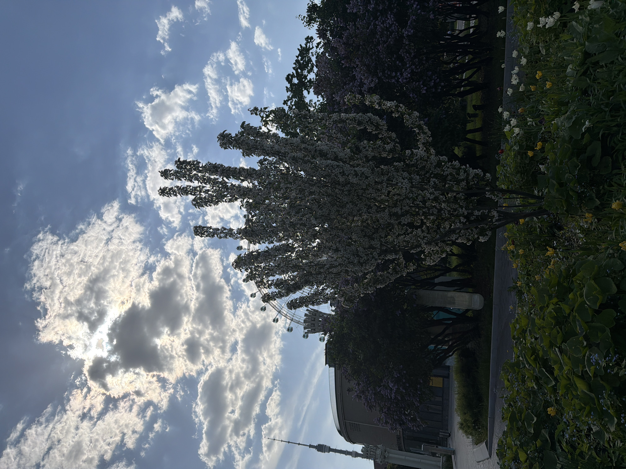 The image shows a sunny day in Moscow, Russia. The sky is blue with scattered cumulus clouds, some obscuring the sun. A blossoming tree with white flowers dominates the middle ground. Behind the tree, a Ferris wheel is partially visible. The Ostankino Tower can be seen in the distance. A building and flower beds line the edge of a walkway. No people are visible.