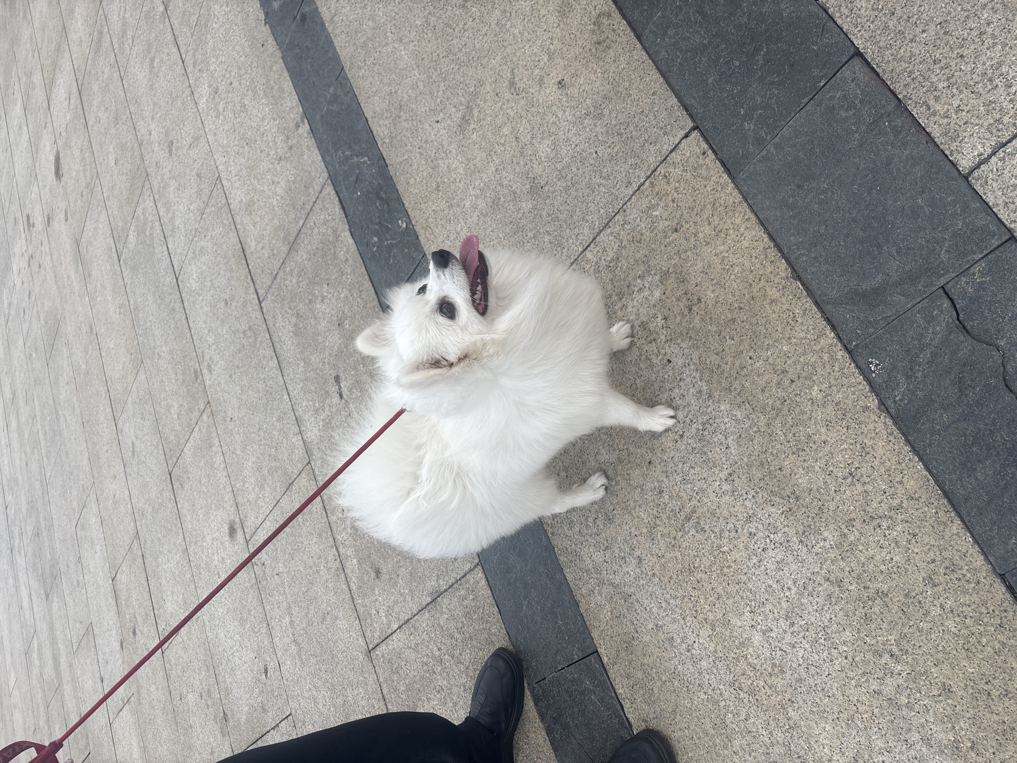 A white Pomeranian dog on a red leash is being walked on a paved sidewalk in Suzhou Industrial Park, China. The dog is looking up and to the right with its tongue out, appearing happy and energetic. The sidewalk is made of large, light-colored square tiles with darker rectangular tiles forming a border. A person's black pants and black shoes are visible on the left side of the image, indicating they are holding the leash. The overall scene depicts a common urban activity of walking a pet.