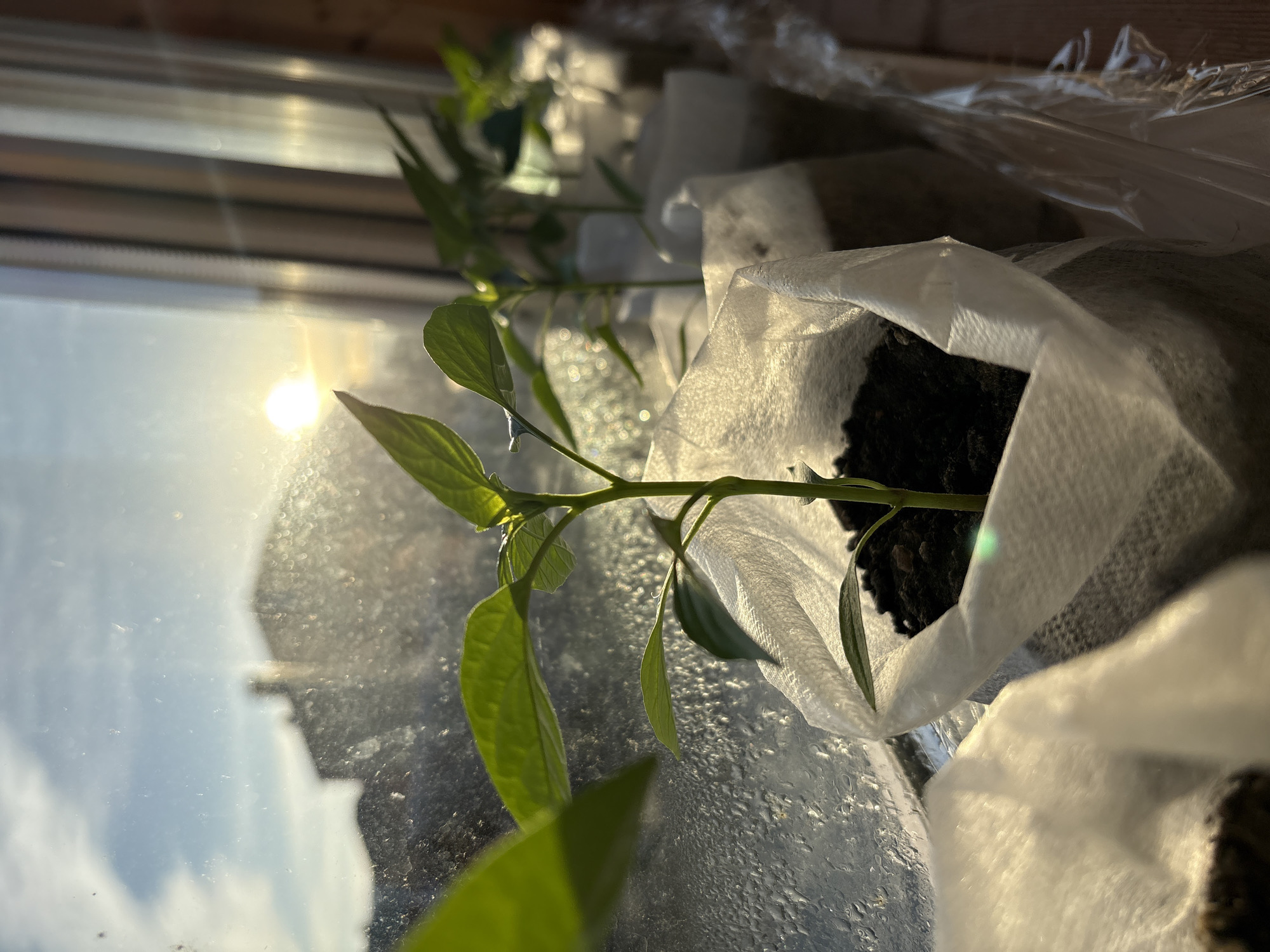 A seedling with green leaves is growing in soil inside a white, translucent container. The container sits on a windowsill. The bright sun shines through the window, reflecting off the glass. Water droplets are visible on the window. The reflection of buildings can be seen in the glass. It is impossible to verify the location in the city of Ulyanovsk, Russia from the image.