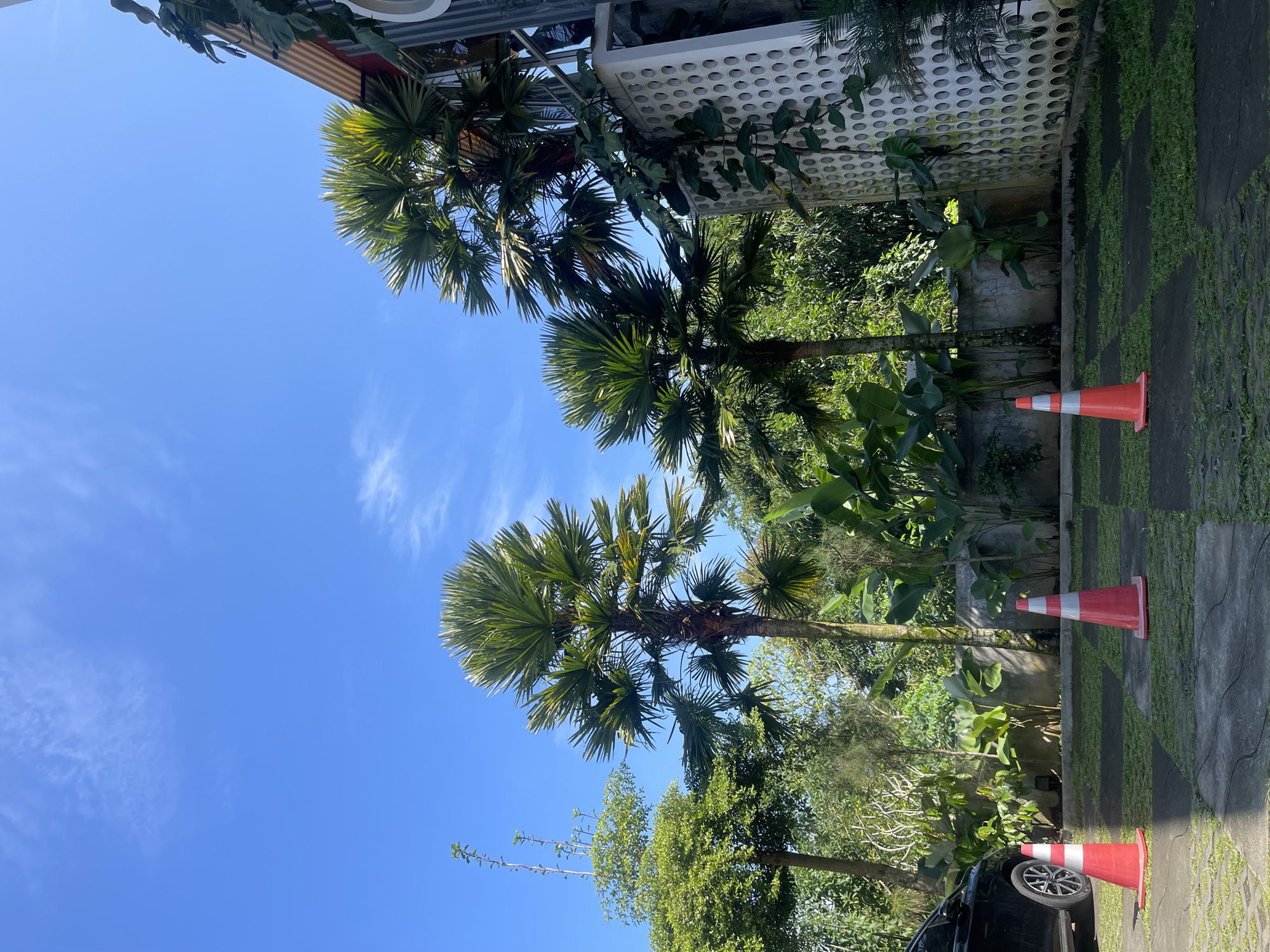 The image shows a sunny outdoor scene in Rojoimo, Indonesia. Three palm trees are visible against a clear blue sky with faint cirrus clouds. A building with a white perforated facade and an overhanging metal structure is in the background. Lush greenery, including various plants and vines, fills the space between the trees and the building. Three orange and white striped traffic cones are placed on a stone-paved surface covered with grass. A partial view of a black car is visible in the lower right corner. There are no people visible in the image.