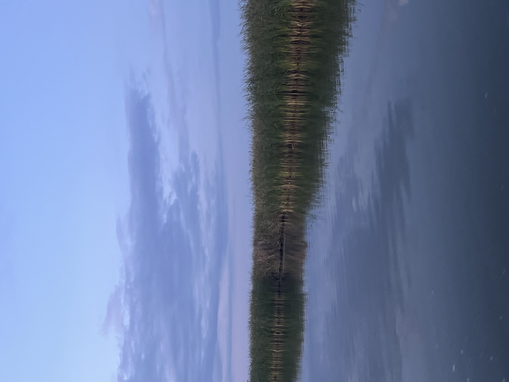 A wide shot captures a tranquil body of water reflecting a line of tall reeds and the twilight sky. The sky is a pale blue, transitioning to a soft purple near the horizon, with scattered wispy clouds. The reeds form a dense, dark green wall along the far bank, their reflections creating a darker, slightly distorted mirror image on the calm water. The water itself is a deep blue, showing subtle ripples and a few scattered white specks. The scene appears to be a natural landscape, possibly a lake or slow-moving river, at dusk or dawn. There are no people or visible man-made structures, suggesting a remote or natural setting. The overall impression is one of peacefulness and quiet natural beauty.