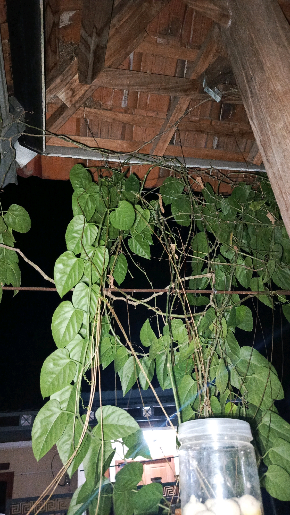 In Babadan, Indonesia, an image captures an outdoor scene at night beneath a rustic tiled roof supported by wooden beams. A dense tangle of green vines with heart-shaped leaves hangs down, some tendrils curling and others trailing. The vines are supported by horizontal wires. In the foreground, a clear glass jar with a white lid contains several round, white objects, possibly garlic or small bulbs, and thin skewers or sticks. The background is dark, suggesting the nighttime setting, with faint outlines of buildings and architectural elements visible in the lower portion of the frame. The lighting in the image appears to be artificial, casting some reflections and highlighting the textures of the vines and the jar.