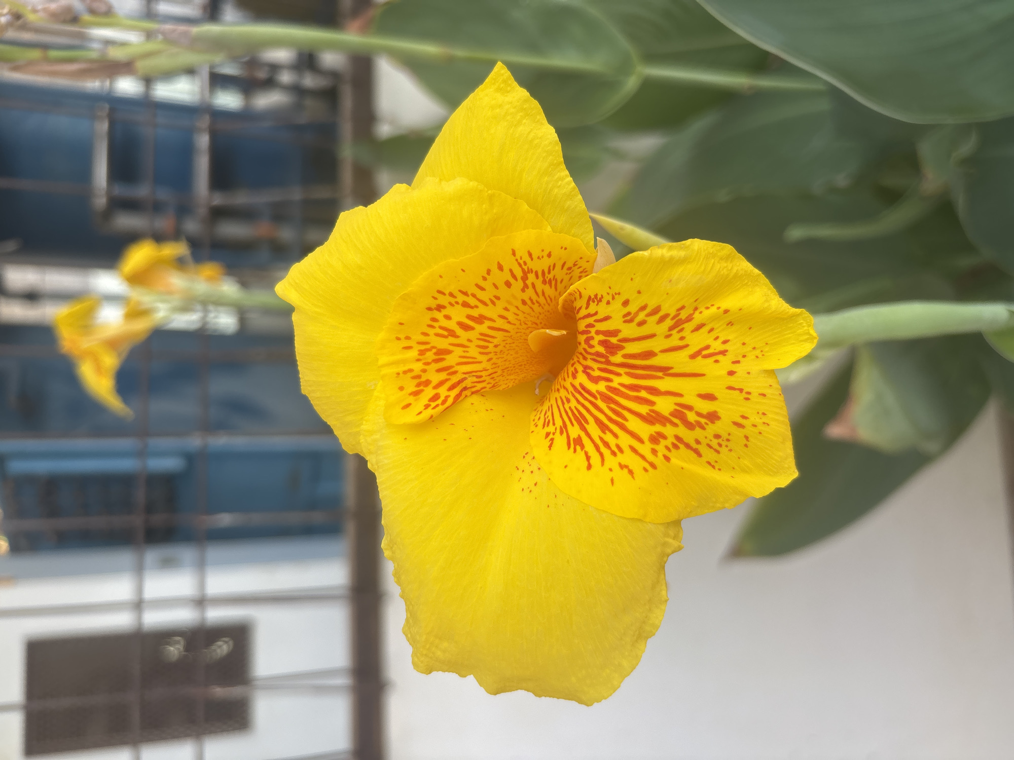 A bright yellow Canna lily flower with red speckles is in focus in the foreground. The flower has several petals, and the stamen is visible in the center. Behind the flower, out of focus, are other Canna lilies, green leaves, and stems. The background includes a blurred white wall, a metal fence, and a blue-painted wall with windows. The overall scene is outdoors, likely in a garden or yard, in Lhokseumawe, Indonesia.