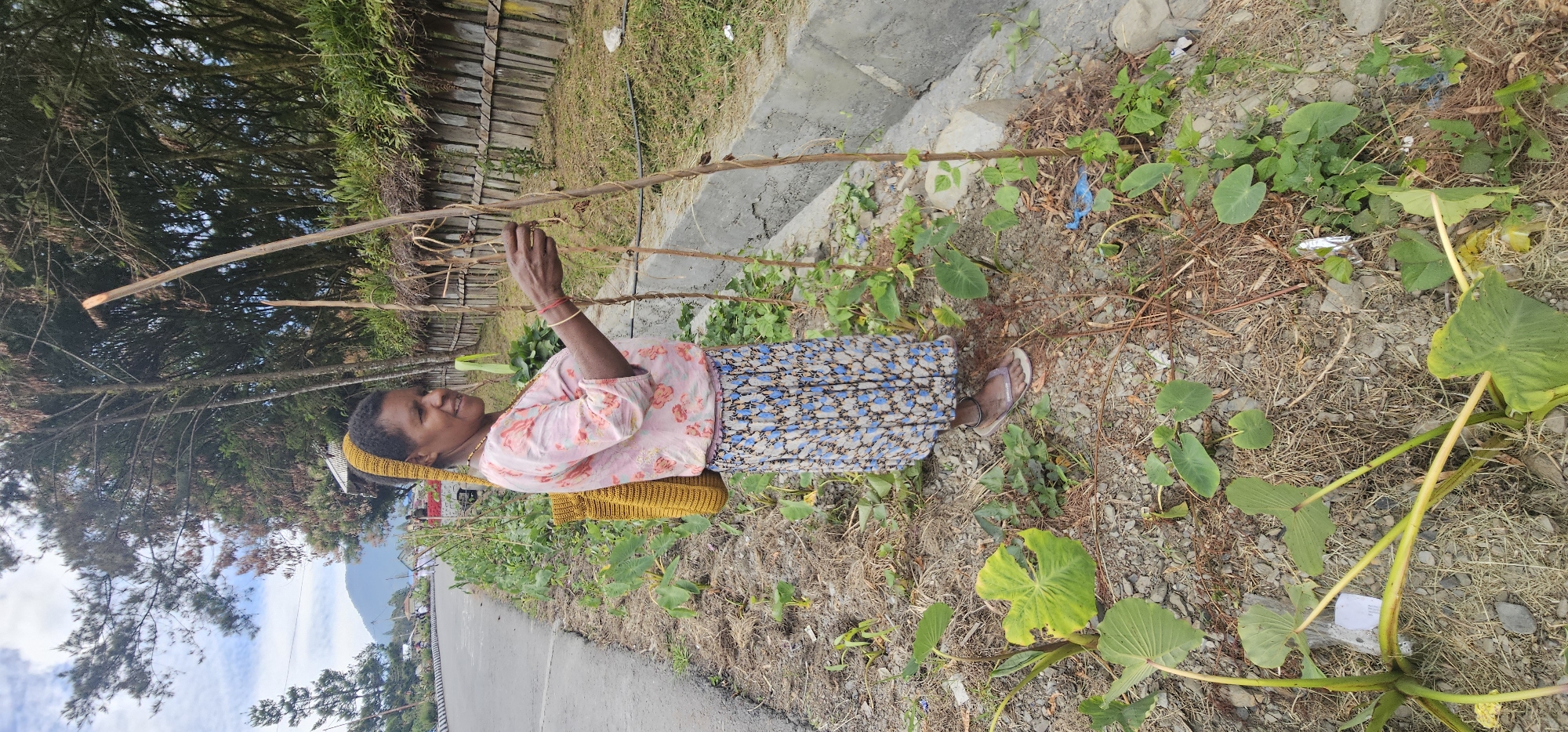 In Puncak Jaya, Indonesia, a woman stands by a roadside, tending to plants. She wears a pink floral shirt, a blue and white patterned skirt, and a yellow headscarf. A woven yellow bag hangs over her shoulder. Her hands are near thin wooden stakes, suggesting she is involved in the cultivation of the plants. The background shows a road, a wooden fence, and lush greenery with distant mountains. The area appears to be a rural or semi-rural roadside, with a mix of cultivated plants and natural vegetation. The ground is covered with soil, gravel, and dry vegetation.