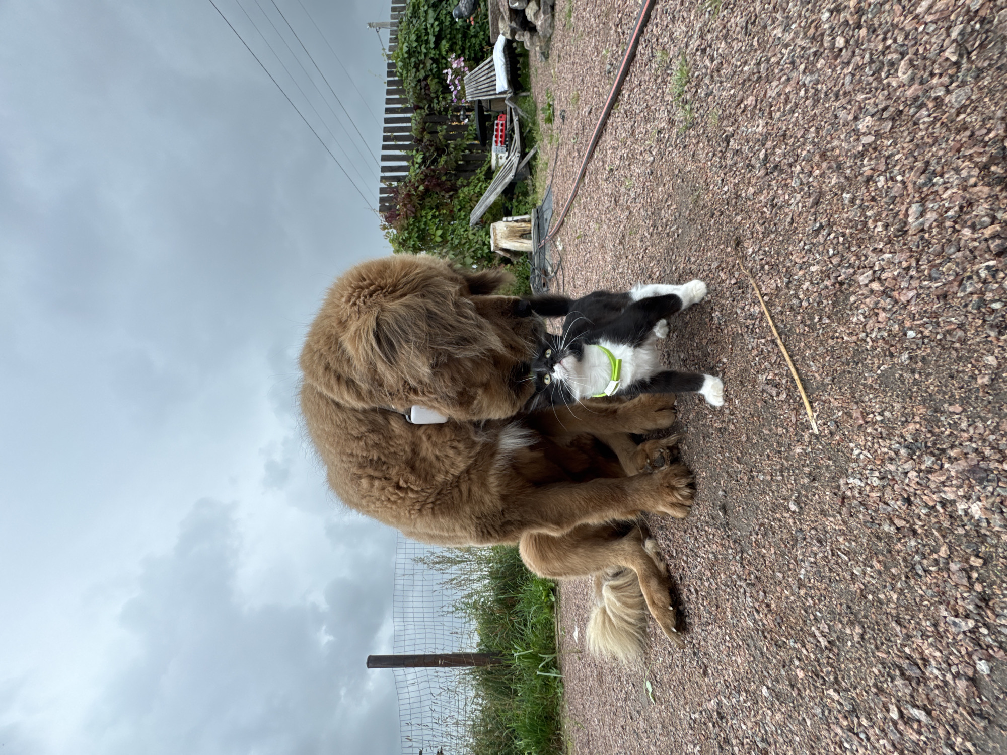 In Kempelevo, Russia, a large, shaggy brown dog, possibly a Tibetan Mastiff, sits on a gravel surface outdoors. A black and white cat, wearing a lime green collar, stands in front of the dog, looking up at it. The dog's head is lowered, and it appears to be interacting with the cat. The background features a wire fence, lush green foliage including ivy climbing a wooden fence, two wooden chairs, and a pile of stones. The sky is overcast with grey clouds. The scene suggests a quiet moment between the two animals in a residential outdoor setting.