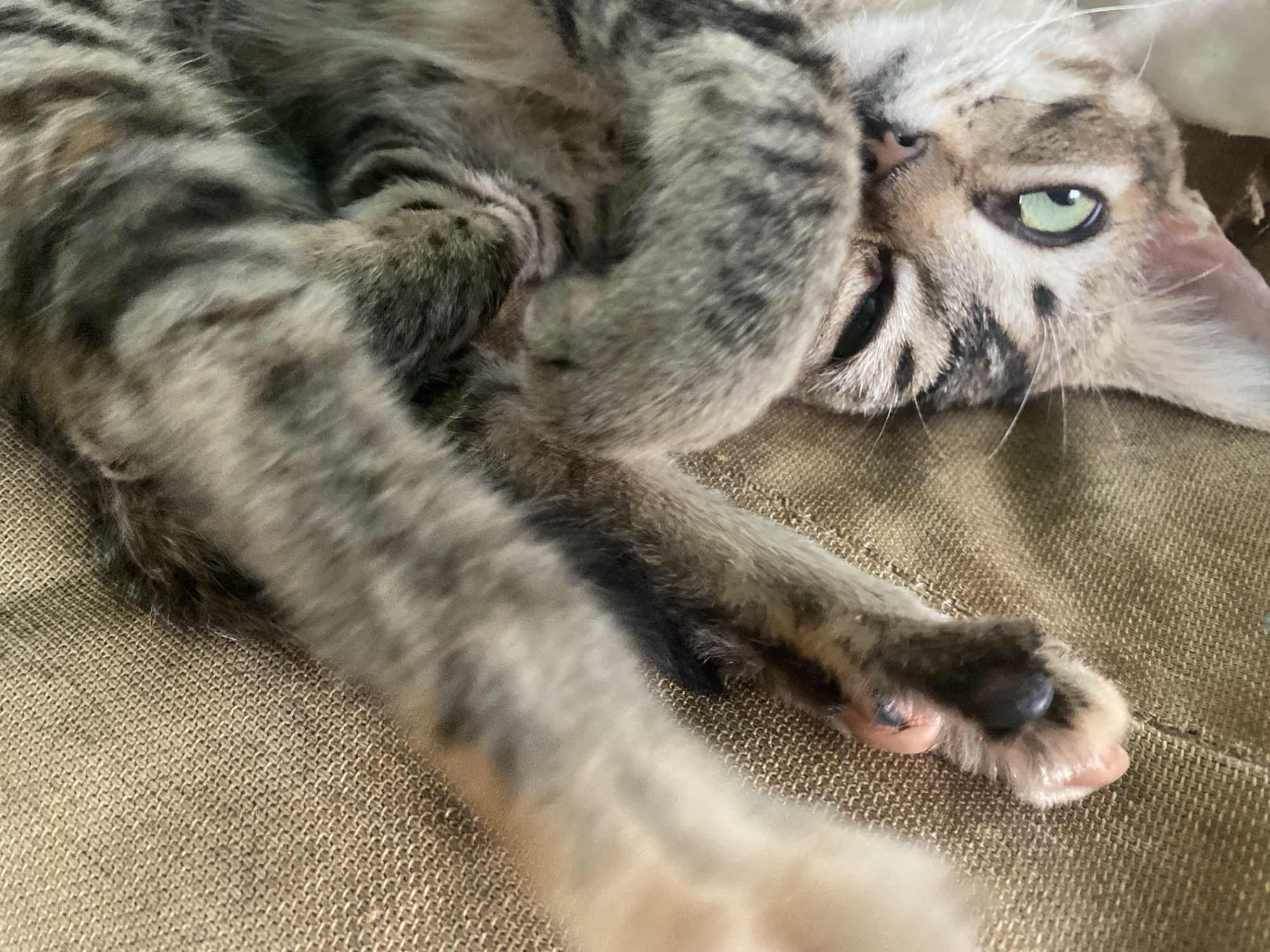A tabby cat is lying on a tan-colored woven surface. The cat is in a curled position, with its paws close to its face. The cat's right eye is visible and green. The cat's coat is striped with gray and black. The scene is a close-up, with a shallow depth of field. The precise location in Tinaquillo, Venezuela is unknown.