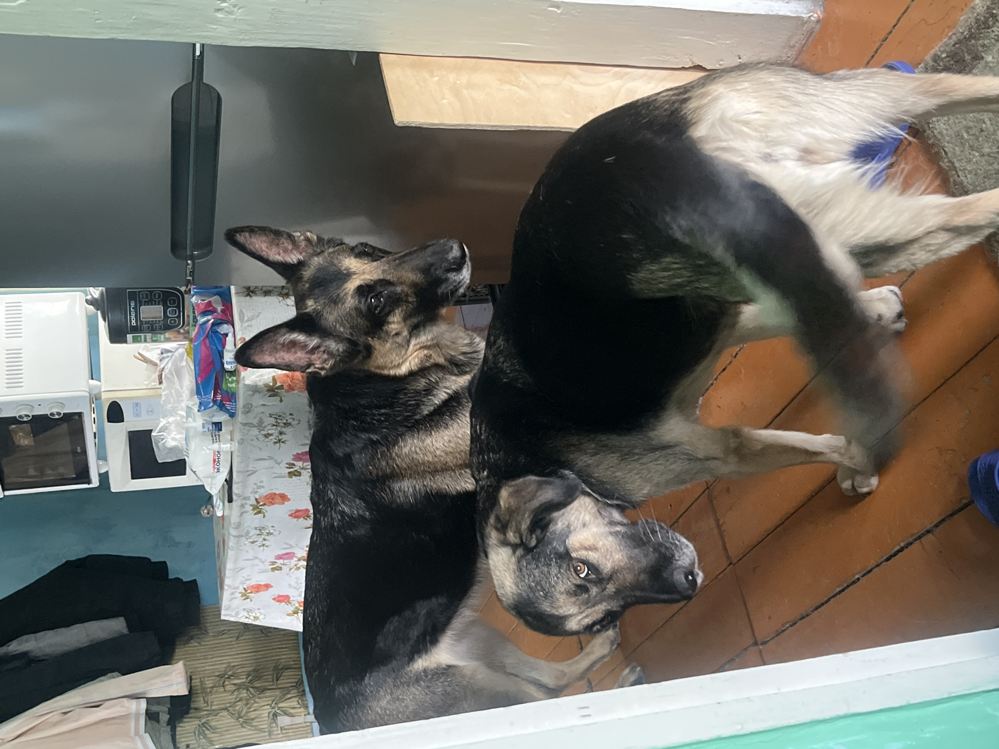 Two German Shepherd dogs are indoors. One stands, its body mostly out of view; the other lies on the floor, head tilted upward, looking towards the standing dog. The floor is wooden. In the background is a kitchen or similar space with a table covered by a floral-patterned cloth. There is a microwave, other kitchen appliances, and items stacked on the table. Location is not discernible.