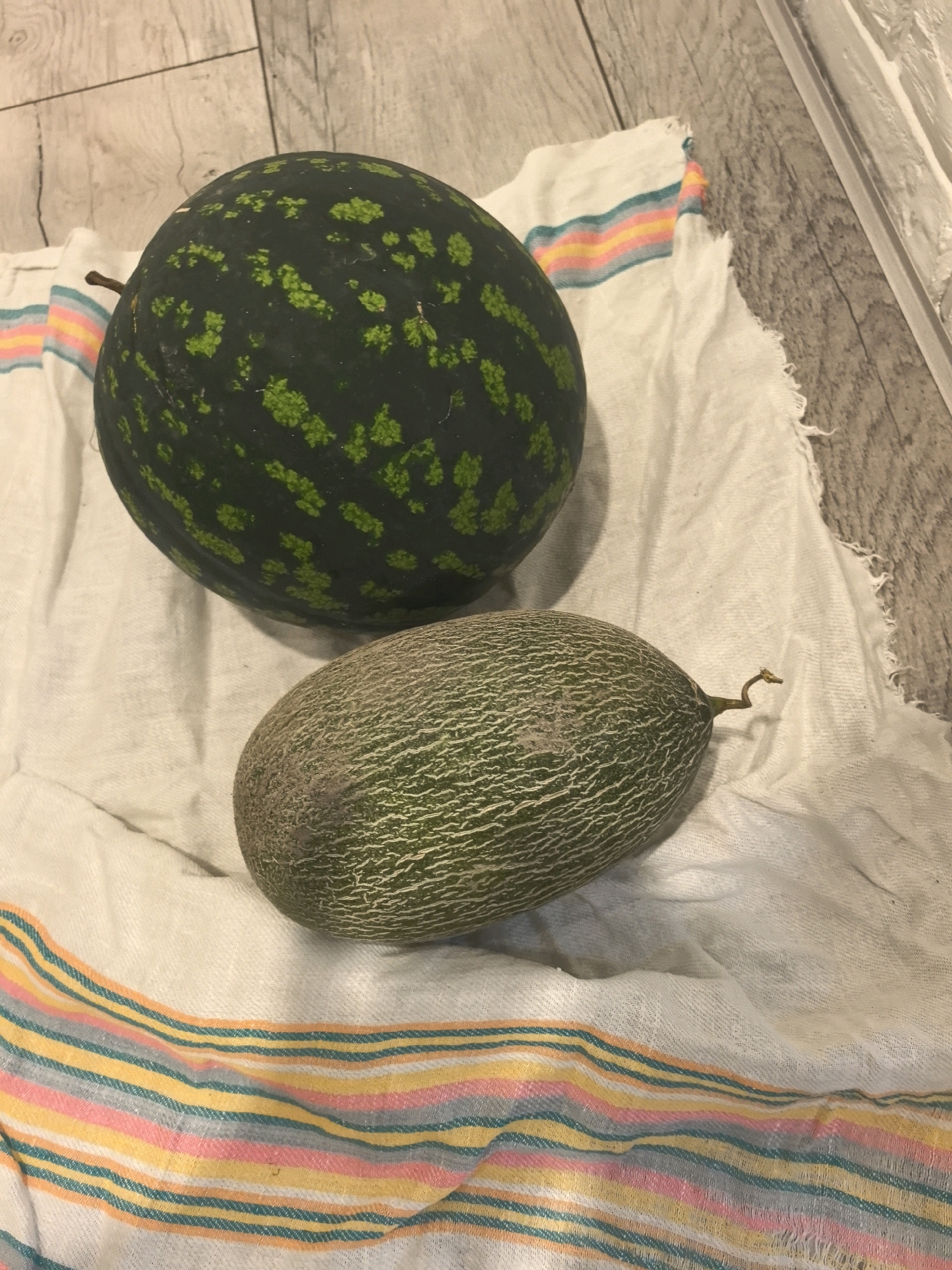 A dark green watermelon with lighter green speckles sits on a white cloth with striped edges, to the left of a light green, oval-shaped melon with a delicate stem. The cloth is draped over a wooden surface.