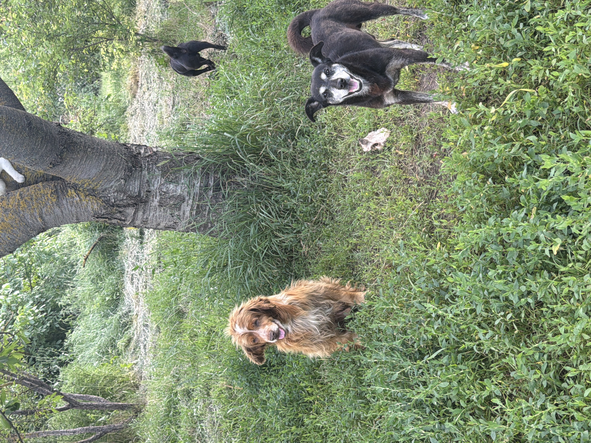 The media file shows a natural outdoor scene with three dogs and a portion of a tree trunk. The setting is a grassy area with dense green foliage. In the foreground, a long-haired, medium-sized brown dog with white markings around its face is sitting on the grass, looking towards the camera with its tongue slightly out. Behind and to the left of this dog, a large, dark-colored tree trunk is prominently visible, covered in some lighter-colored lichen or moss. To the left of the tree, a white cat's paws are visible, appearing to be resting on the trunk.
Further back in the image, a medium-sized black dog is lying down or possibly in the process of standing up, with its hindquarters visible. Next to it, another black dog is seen from behind, with its body hunched low to the ground. In the mid-ground, there is a white object on the grass, possibly a bone or a piece of debris. The background consists of more lush green vegetation, suggesting a natural or semi-wild environment. The lighting appears to be natural daylight, with no strong shadows, indicating it could be late morning or afternoon. The overall impression is a casual gathering of animals in a peaceful, overgrown outdoor space. There is no visible text in the image. The location context is Leningradskaya, Russia.
