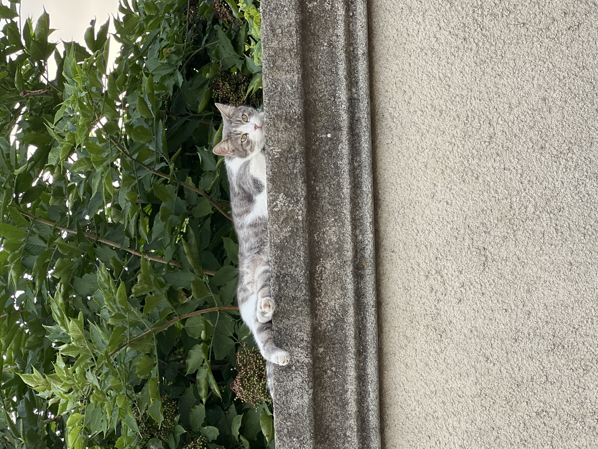 A grey and white cat is lying on a textured concrete wall with lush green foliage and small dark berries behind it. The cat is resting its head on its paws, looking towards the camera with yellow eyes. The wall has a distinct grooved pattern. The background suggests an outdoor, possibly urban, environment. There is no indication of the location being Fontanka, Ukraine.