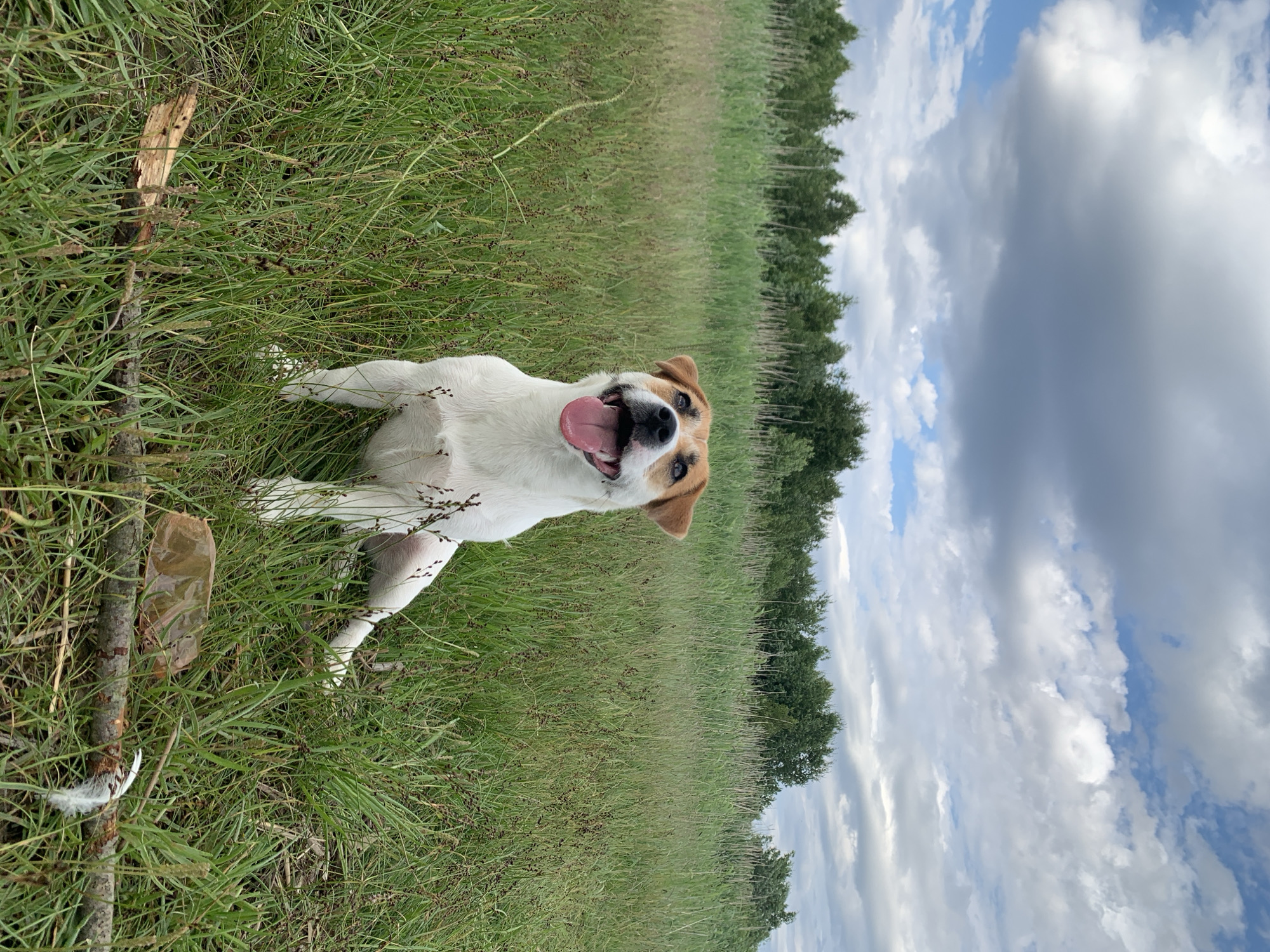 A Jack Russell Terrier dog with brown markings on its face is sitting in a grassy field. The dog is facing the camera with its mouth open and tongue out, appearing happy. Behind the dog, a line of trees stretches across the horizon under a cloudy sky. The foreground contains a broken stick and a piece of brown plastic. The scene is set in a natural environment, possibly a field on the outskirts of Severodvinsk, Russia, given the vegetation and overcast sky.