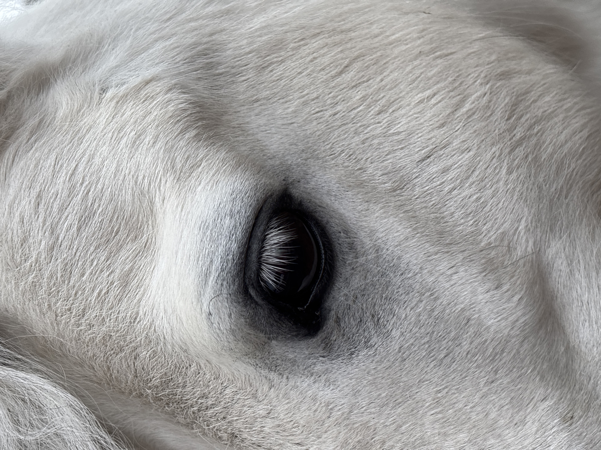 The image is a close-up of a white animal's eye, surrounded by white fur. The eye is dark with prominent eyelashes. There is no indication of the location being Русский Вожой, Russia.