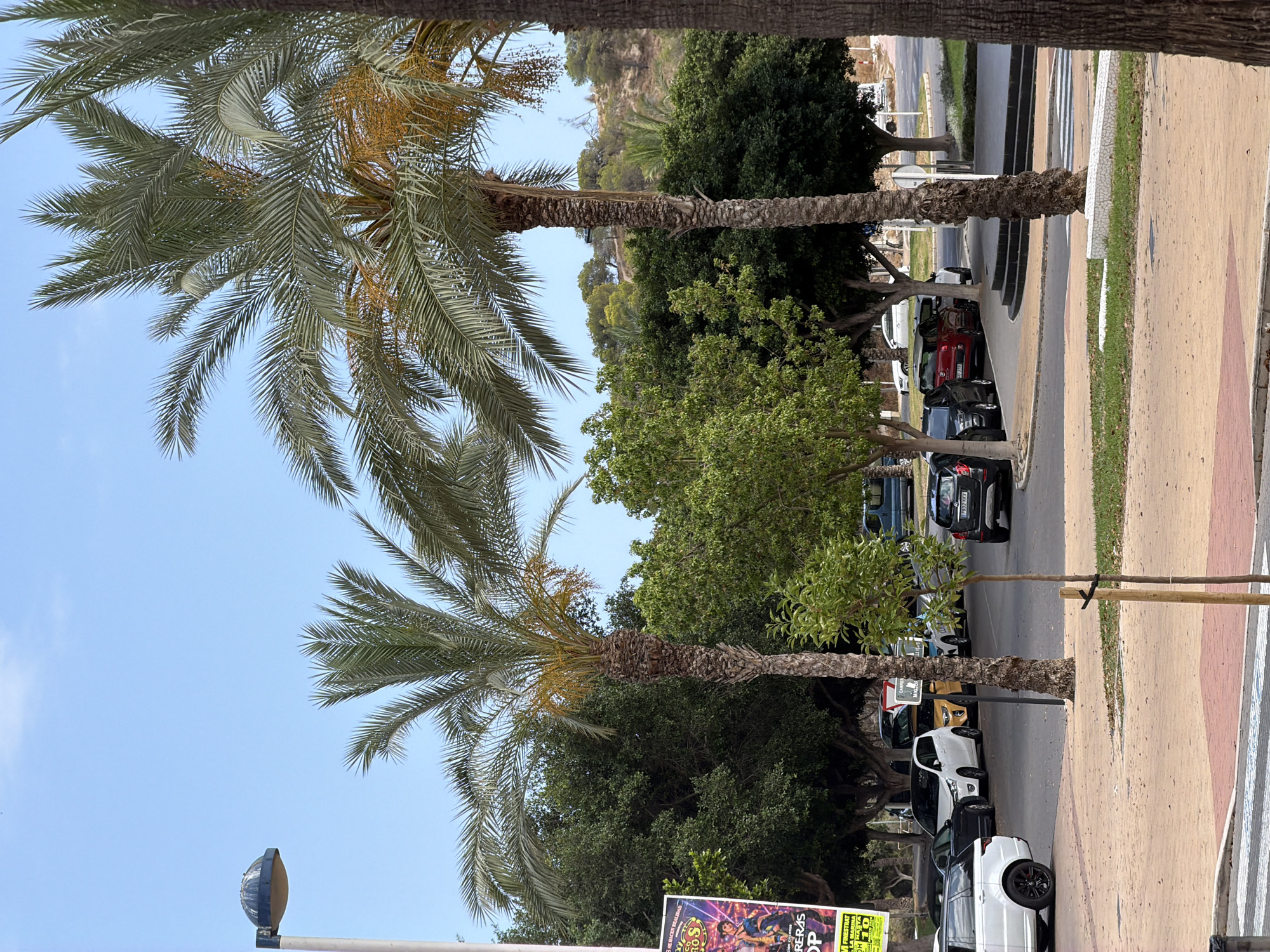 The image depicts a street scene in La Vila Joiosa, Spain, on a clear day. Two tall palm trees with fronds spread out dominate the foreground. In the background, a row of parked cars lines the street, including a red car, several black cars, and two white vehicles, one of which appears to be an SUV. Trees with dense green foliage are scattered throughout the scene, with one particularly large tree casting shade over the parked cars. A sidewalk with a light brown textured surface runs alongside the street, marked with a crosswalk. A street lamp with a dome-shaped light cover is visible in the lower left corner, silhouetted against the bright blue sky. A portion of a poster with colorful graphics and text is visible at the bottom of the image, though the text is largely illegible. The overall impression is a typical street view in a Mediterranean coastal town.