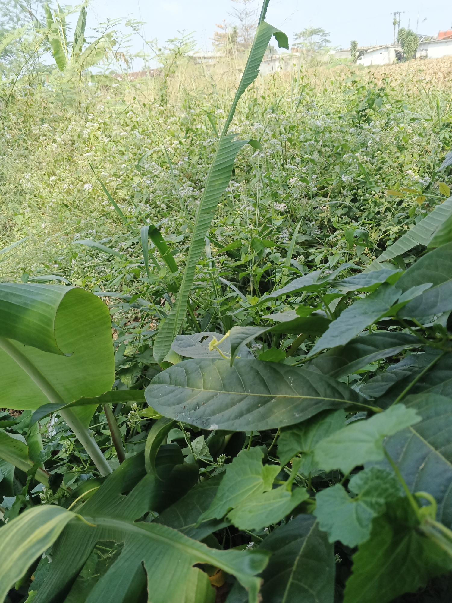 The image depicts a close-up view of lush green foliage, dominated by the large, curved leaves of a banana plant in the foreground. Behind the banana leaves, a dense growth of smaller plants with many tiny white flowers fills the midground. This vegetation extends up a gentle slope, where a few buildings with white walls and tiled roofs are visible in the distance, suggesting a semi-rural or suburban setting. The overall impression is one of natural abundance and a slightly overgrown, wild environment. The image appears to have been taken outdoors, likely during daylight hours, given the natural lighting. The specific location is identified as Warungkiara, Indonesia. There are no people or animals visible in the image.