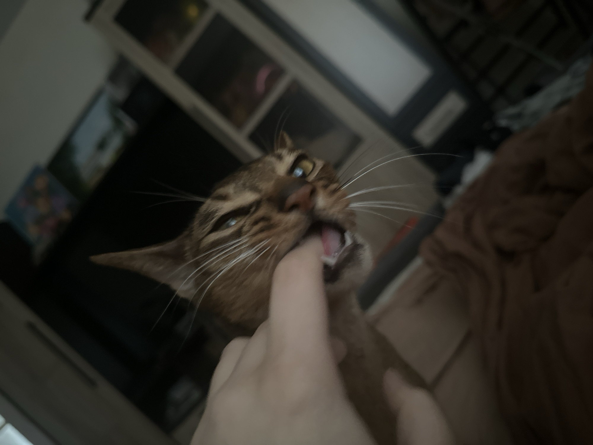 A brown cat is biting a person's finger. The cat is positioned towards the center of the frame. A hand is holding the cat’s face. A wardrobe is visible in the background. The location is likely indoors, somewhere in Russia. Moscow can not be confirmed from this picture.
