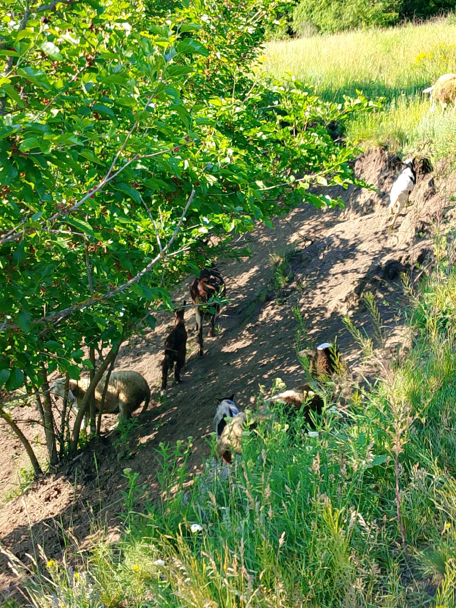 A flock of sheep and goats are grazing on a grassy slope. In the foreground, a large tree with green leaves and red berries shades part of the slope. Several sheep are scattered across the middle ground, some lying down and others standing. A few goats are also visible, one black and white goat stands out. The background shows a sunlit field of tall grass. The scene appears to be a natural landscape.
