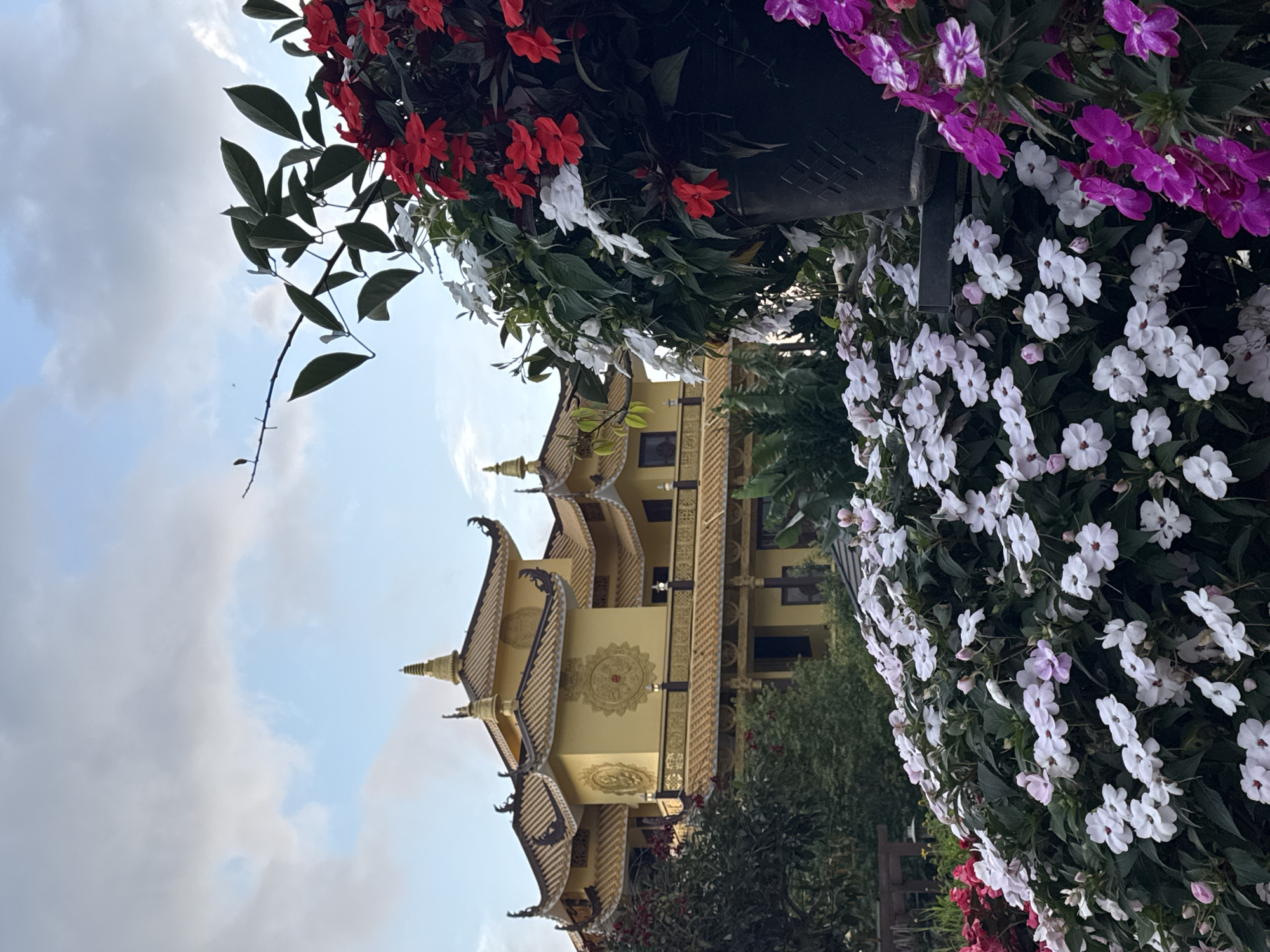 A traditional Buddhist temple, painted in a vibrant golden hue, dominates the background of this outdoor scene. The temple features multiple tiered roofs with intricate, dark detailing and ornate finials. In the foreground, a profusion of flowering plants in large planters adds a burst of color. White and light pink impatiens are abundant, interspersed with bright red impatiens in one planter and vibrant magenta impatiens cascading from another. The plants are lush and healthy, with dark green foliage. The sky above is a mix of blue and soft gray clouds. The scene appears to be a serene garden setting, likely part of the Truc Lam Zen Monastery in Da Lat, Vietnam, known for its beautiful architecture and extensive gardens. There are no people visible in the image.