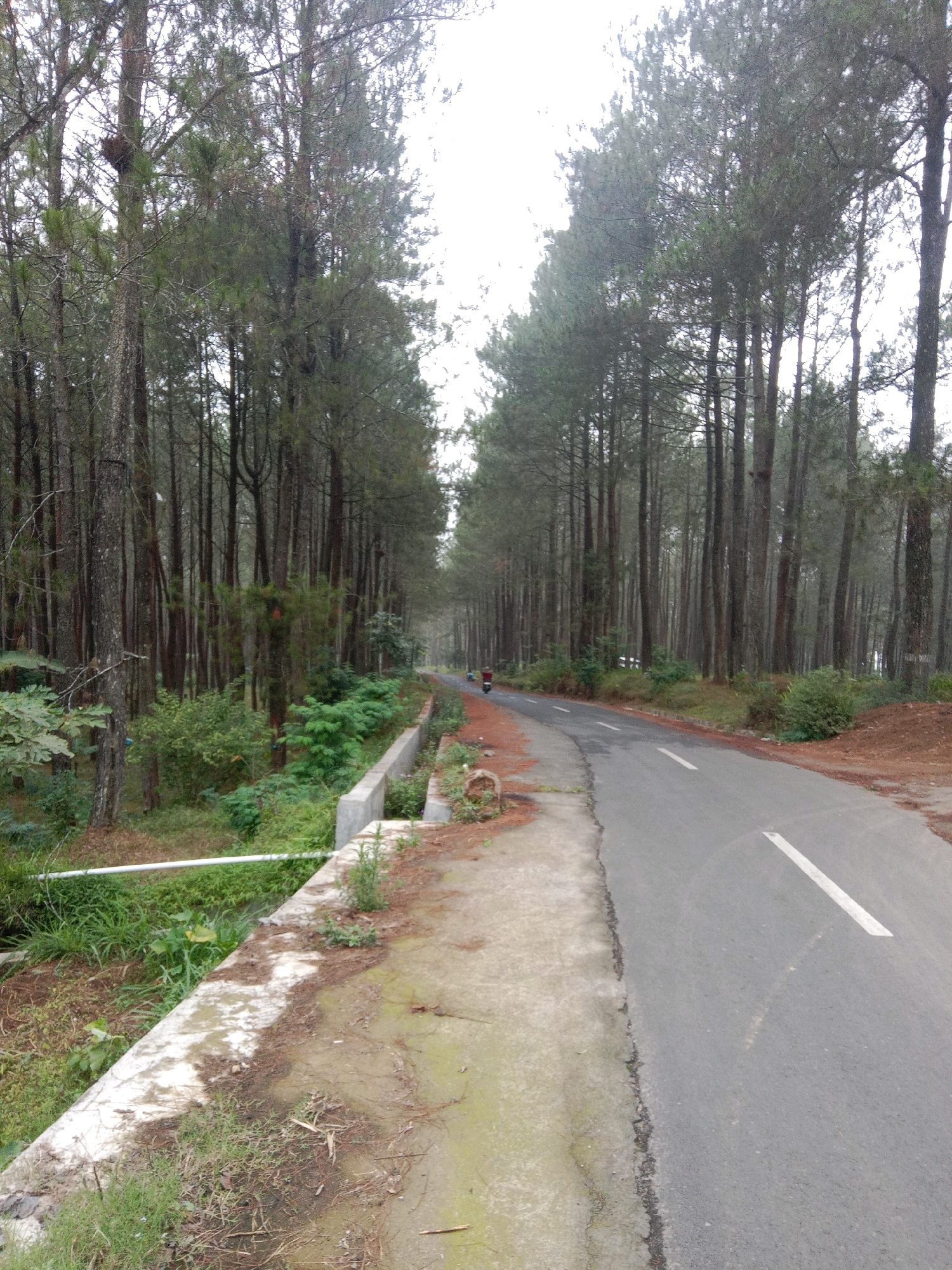 The image depicts a road curving through a dense pine forest. The road is paved with asphalt and has white lane markings. On the left side of the road, there is a concrete drainage ditch with overgrown vegetation. The forest consists of tall, slender pine trees with a thick canopy. The sky is overcast, suggesting a cloudy day. In the distance, a person on a motorcycle is visible traveling away from the viewer. The overall scene is one of a natural, somewhat remote environment, likely located outside a city center. The location is Ropoh, Indonesia.