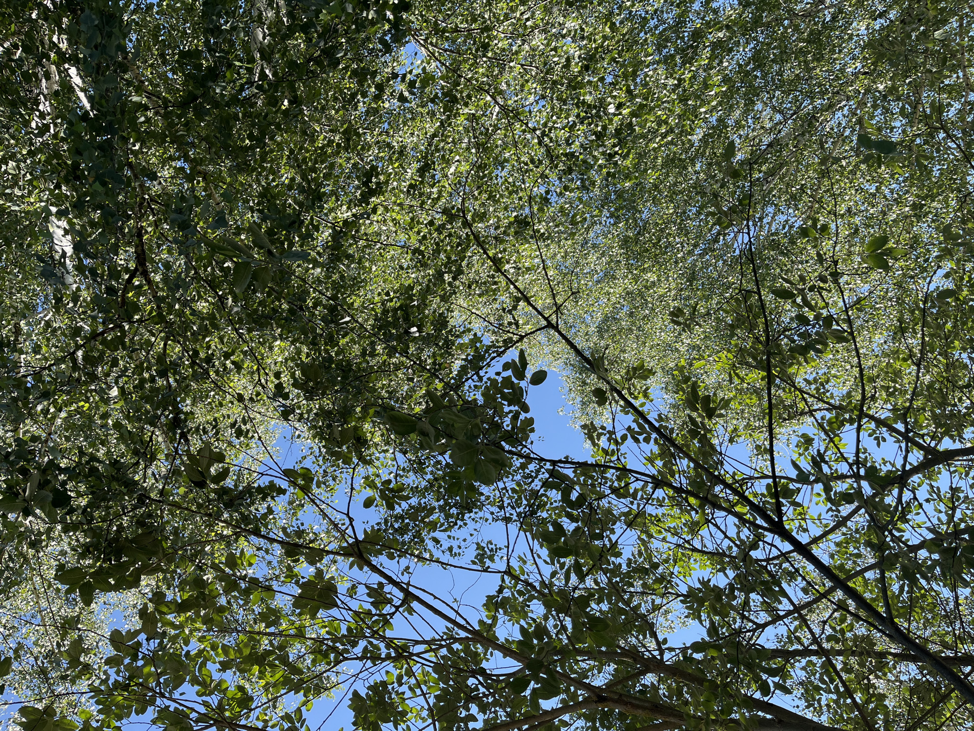The image shows a view looking up through the dense green canopy of trees against a clear blue sky. The foliage is lush and covers most of the frame, with sunlight filtering through the leaves in places, creating bright highlights. Bare branches are visible interspersed among the leaves, particularly in the foreground where they are darker and more defined. The perspective suggests the viewer is standing directly beneath the trees, looking upwards at their branches and leaves. There are no people or man-made objects visible. The scene is natural and outdoors, with the sky being the only background element besides the trees.