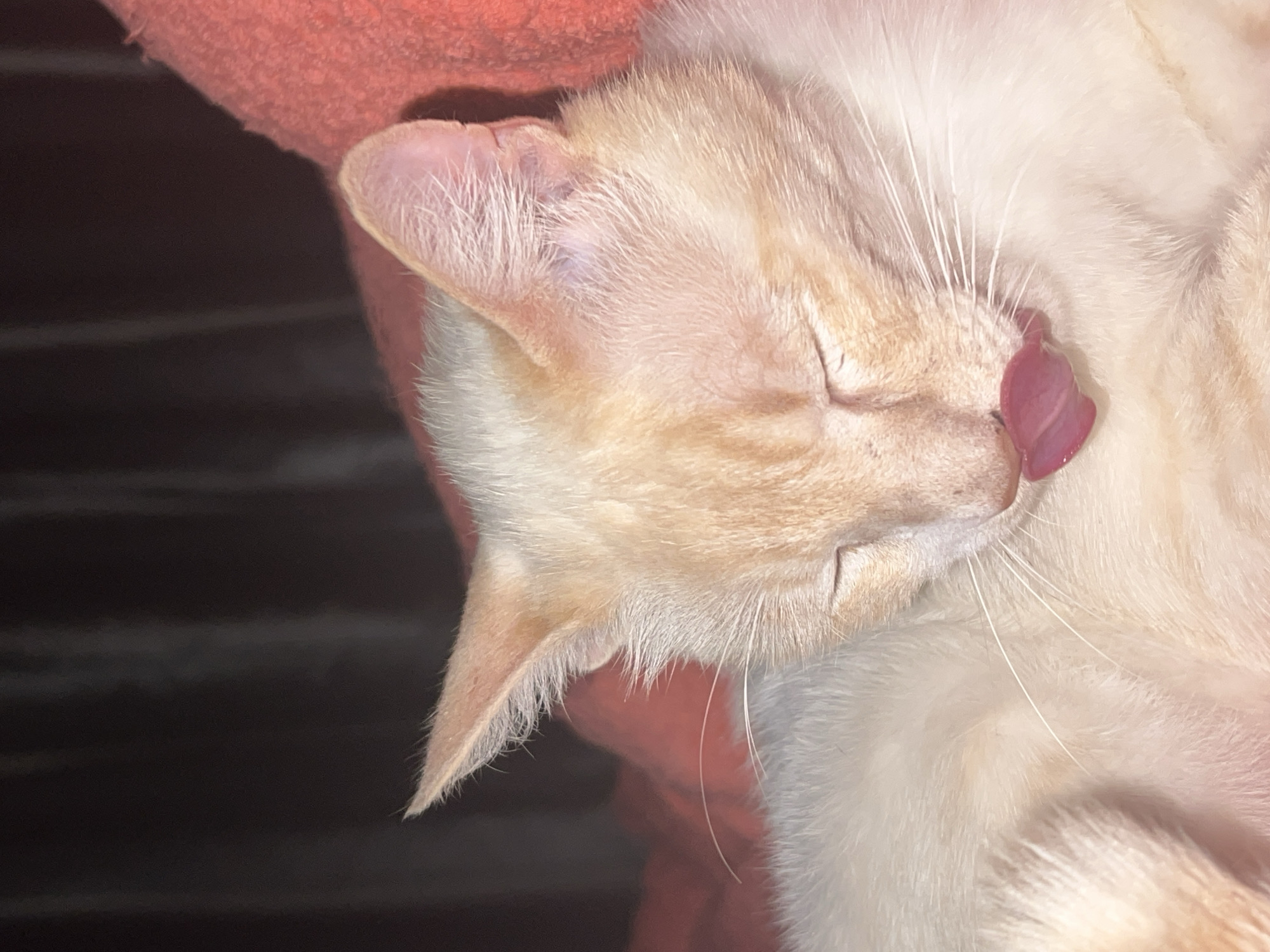 This is a close-up, eye-level, medium shot of a light-colored cat with orange tabby markings on its head. The cat's eyes are closed, and its pink tongue is extended, licking its nose. The cat appears to be lying down on a textured, reddish-orange surface, possibly a blanket or cushion. The background is dark and out of focus, with subtle vertical lines suggesting curtains or a similar material. There is no indication of the location being Bogushevka, Russia, or any other specific city. The image is well-lit, focusing on the cat's face and tongue.