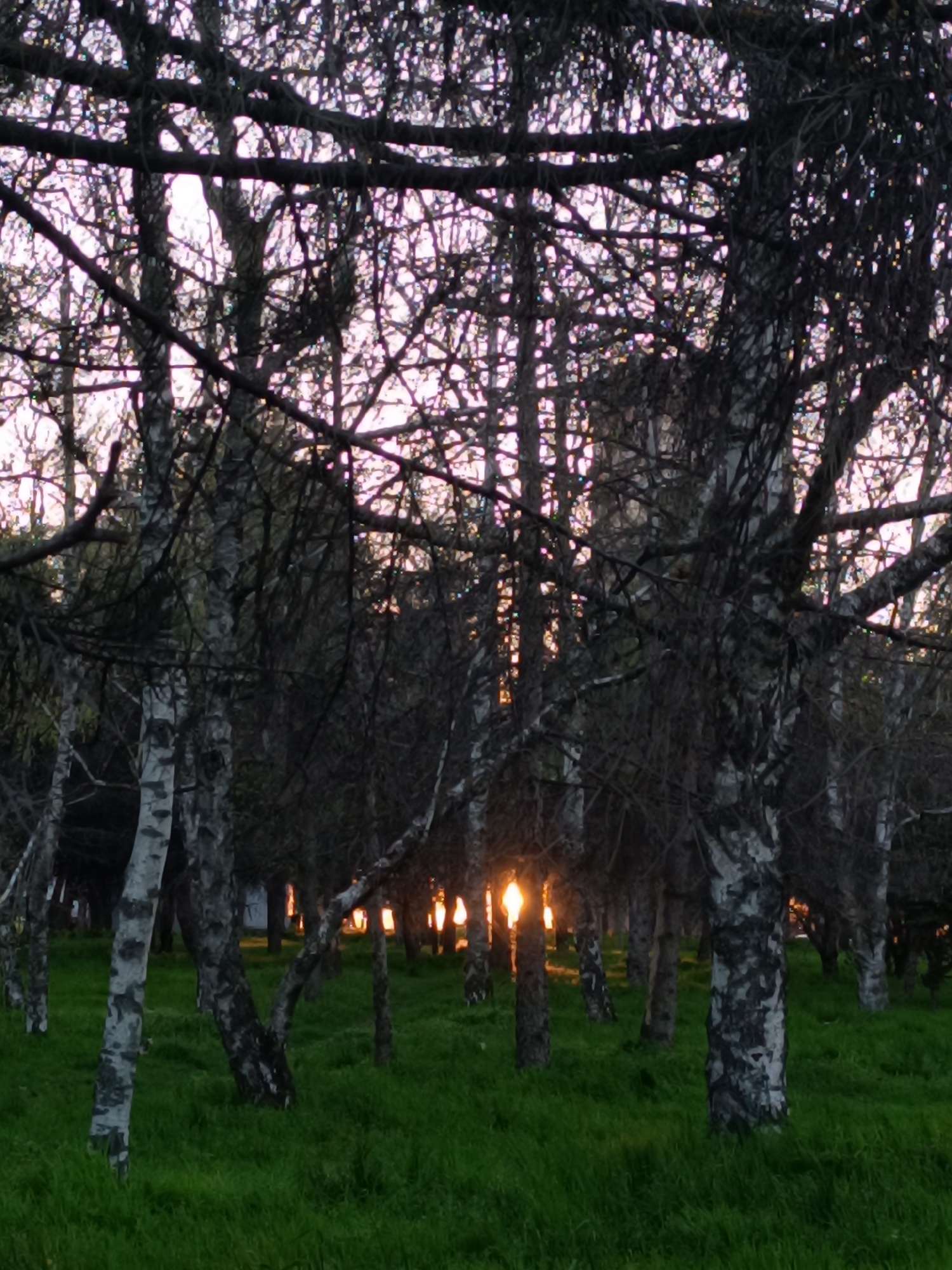 The image shows a dense grove of birch trees in what appears to be a park or wooded area. The trees have distinctive white bark with black markings, common to birch trees. The ground is covered in green grass. The sunlight is filtered through the trees, creating bright spots in the distance. The branches are dense and intertwined, obscuring the view beyond the trees.
While the location is requested as Pleven, Bulgaria, the picture does not necessarily convey location-specific characteristics that would allow for definite identification.