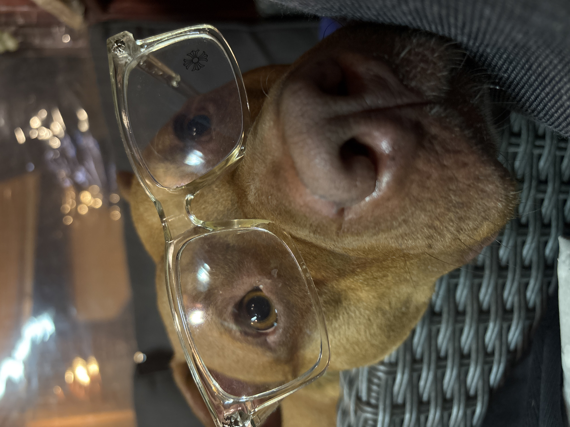 A dog is wearing clear eyeglasses, with its nose prominently displayed in the foreground. The dog is tan-colored. A grey patterned chair is behind the dog, and a piece of grey clothing is behind the dog's head. The eyeglasses have a decorative floral or cross-like design on the corner of the lens. The glasses are slightly smudged. The background is blurred with light bokeh effects visible. The location and city of Lom, Bulgaria, are not discernible from this image.