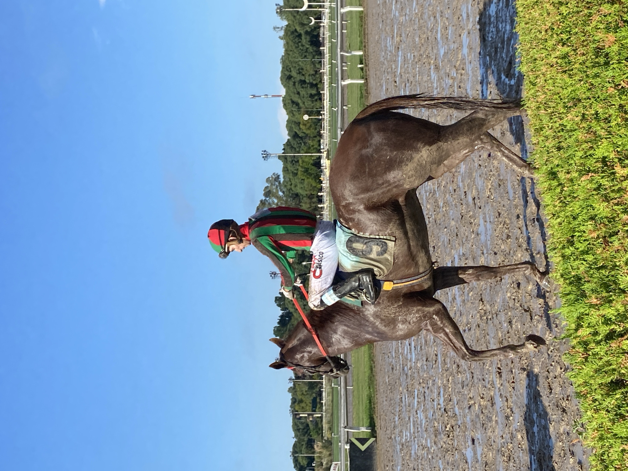 A horse and jockey are on a muddy track, possibly at a racetrack, under a clear blue sky. The jockey wears a red and green racing suit with a helmet and is holding the reins. The horse is dark brown and covered in mud, its legs extended as if in motion. The jockey's pants have "CLASICO" printed on them. The number "9" is on the horse's saddle cloth.
Behind the track are green trees and white railing. The surface of the track appears to be very wet and muddy. The location could be a racetrack in Buenos Aires, Argentina.