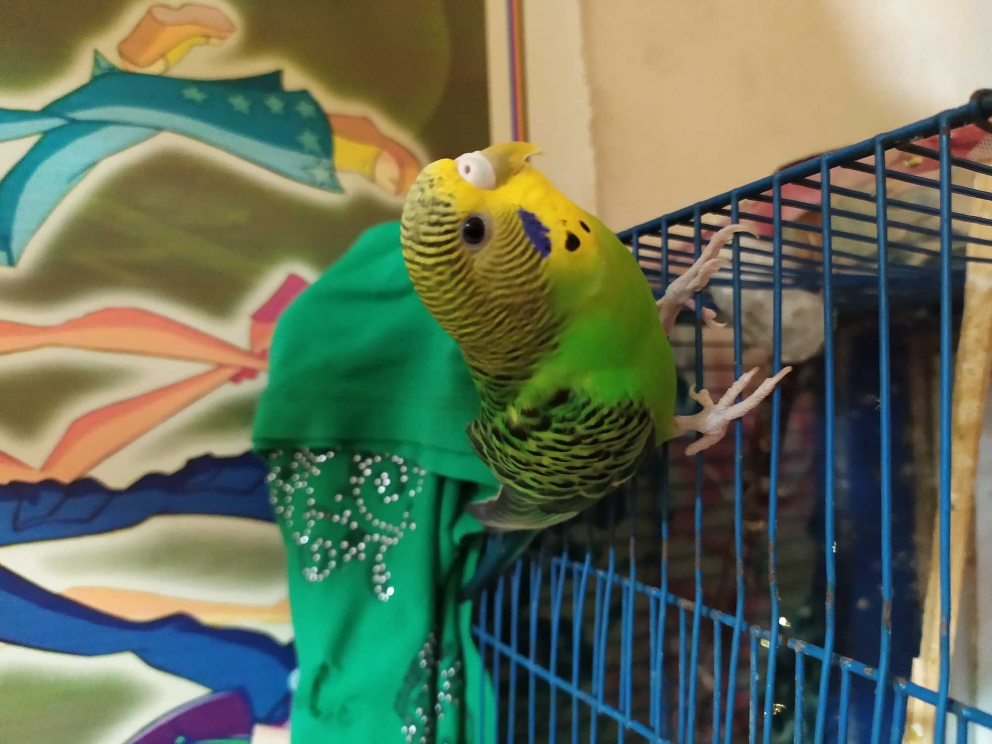 A budgerigar, with bright green and yellow plumage, is perched on the blue bars of a cage. The bird's head is turned to the right, revealing its black eye and a small, white cere above its beak. Its body is a vibrant green with black wavy patterns on its back and wings. Behind the bird, a piece of green fabric with scattered white embellishments is visible. The background features an out-of-focus image of cartoon characters. The scene appears to be indoors, with the cage positioned on a surface that is not fully visible. There is no indication of the city of Bilajari, Azerbaijan.