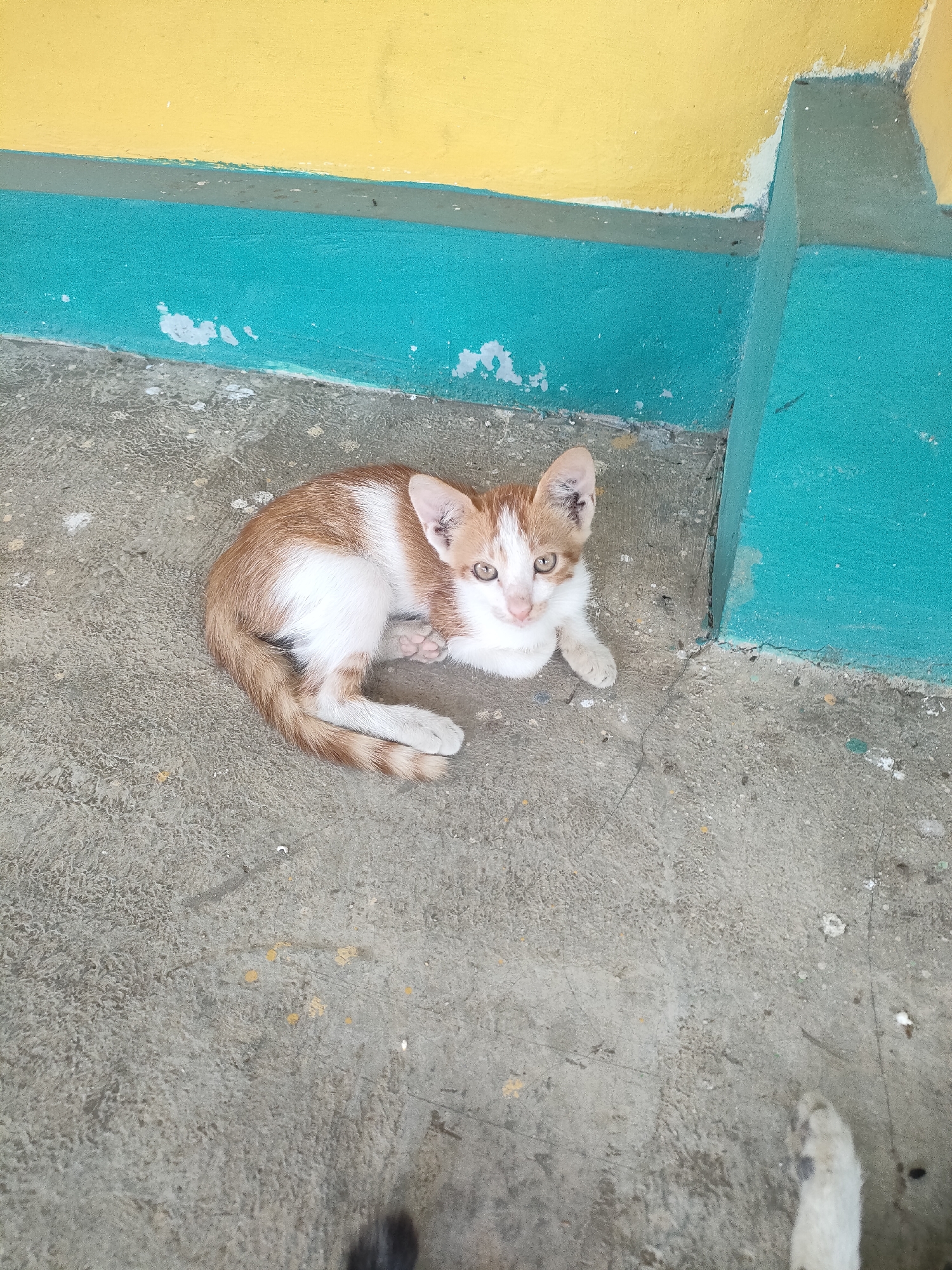 A ginger and white kitten lies curled on a concrete surface next to a wall painted yellow and turquoise. The kitten is positioned on its side, with its head turned towards the camera, its paws tucked beneath its chest. The concrete ground is rough and appears to be outdoors, with some scattered debris. The wall behind the kitten is brightly colored, with a clear horizontal line separating the yellow upper section from the turquoise lower section. A corner of the turquoise section extends further into the frame, suggesting an architectural element. The lighting suggests it is daytime, with shadows cast by the kitten and the wall. The overall scene is simple, focusing on the solitary kitten in its environment. The location is Sidoharjo, Indonesia.