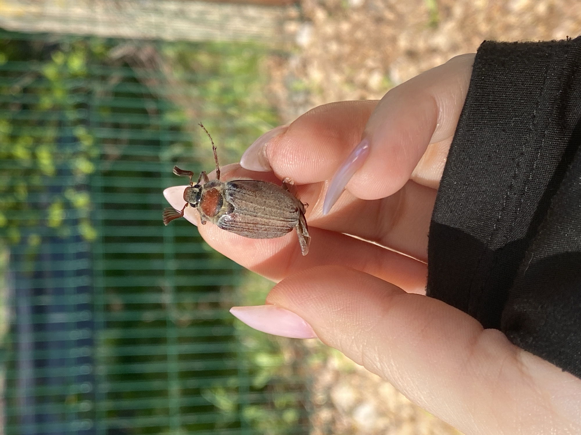 A person's hand, with light pink fingernails, is holding a maybug beetle. The beetle has a brown body and reddish-brown head. The background shows blurred greenery and a green metal fence. The location is Chaikovsky, Russia.