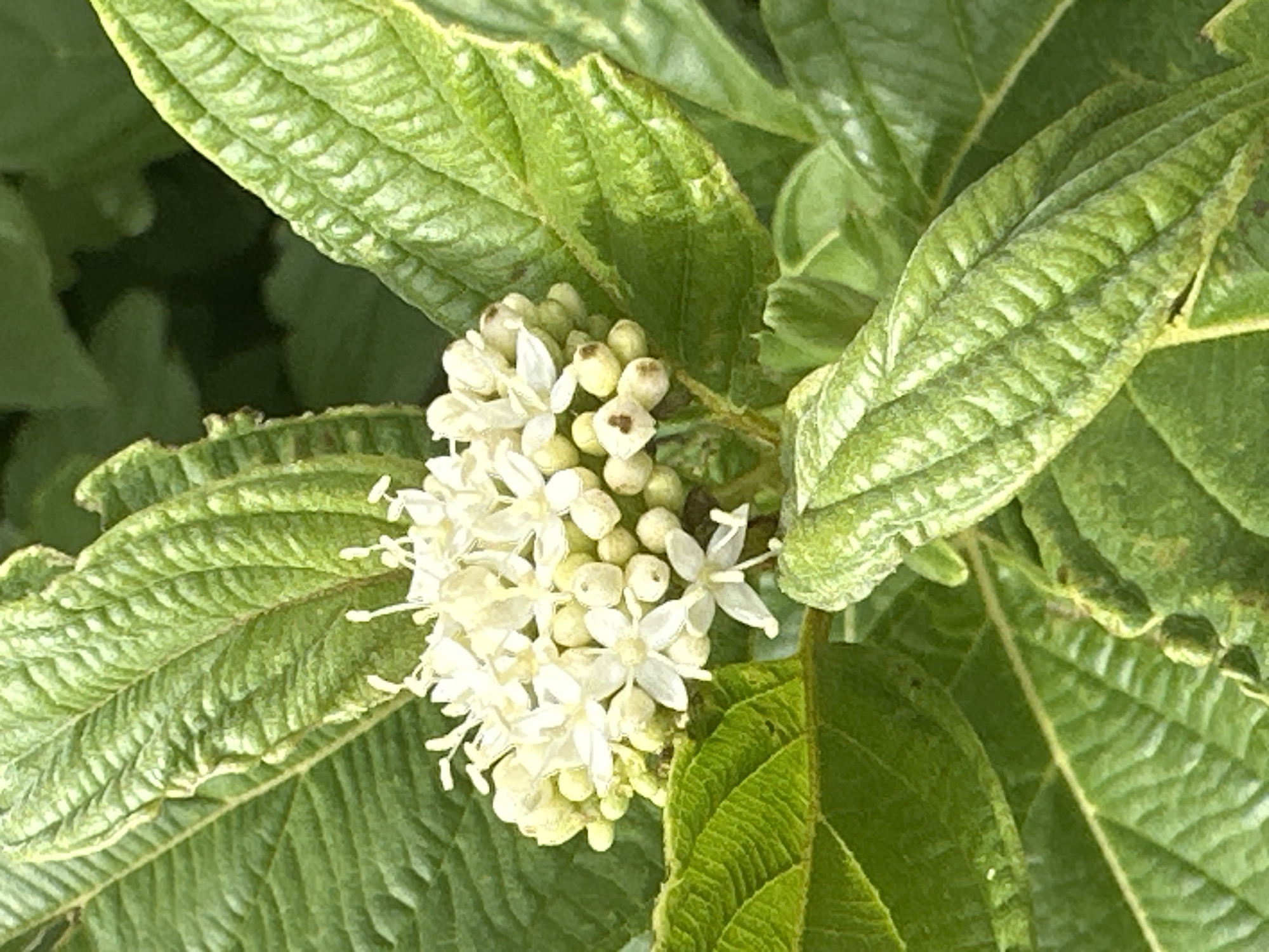 The image is a close-up, outdoor shot of a cluster of small white flowers and green leaves. The flowers are delicate with multiple petals and prominent stamens, clustered together in a rounded formation. Some flower buds are also visible, appearing as small, rounded green or cream-colored structures. The leaves are a vibrant green, with a textured surface and prominent veins. Some leaves show signs of slight damage or discoloration along the edges. The background is a blur of dark green, suggesting more foliage or a shaded area. There are no people, animals, or man-made objects visible in the image. The scene appears to be a natural setting, possibly a garden or park. It is impossible to determine the specific location within Podolsk, Russia from this image alone.