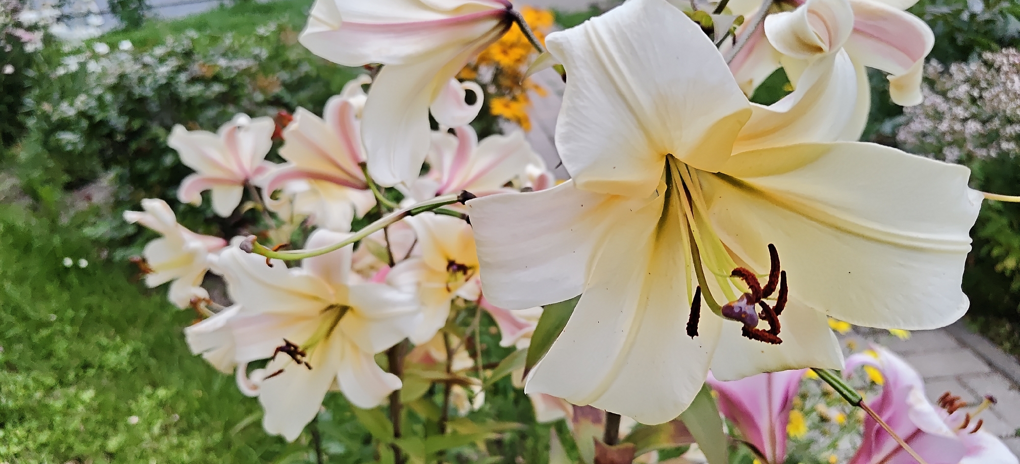 A close-up shot captures a cluster of white and pale pink lilies in full bloom, with their delicate petals unfurling. The stamen of the closest lily are a deep brown with purple pistils. In the background, out of focus, is lush green foliage and other colorful flowers. The scene is outdoors, possibly in a garden or park, with a paved walkway visible in the lower right corner. The lighting suggests it is daytime, with natural light illuminating the flowers.