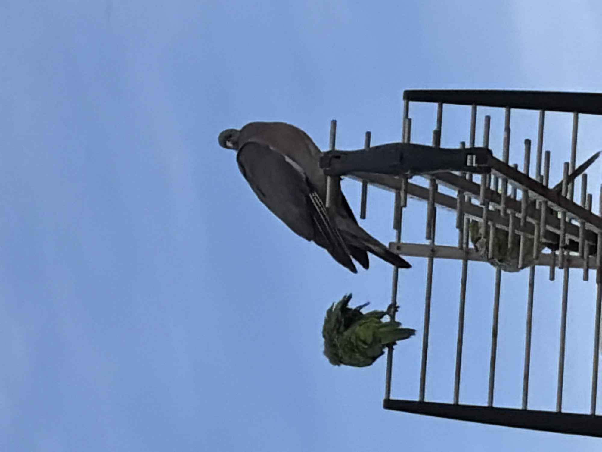 Two birds are perched on an outdoor television antenna against a clear blue sky. The bird on the right is larger, a pigeon with dark gray and white feathers, facing forward and looking towards the camera. The bird on the left is smaller and green, possibly a parrot, facing away from the camera with its head tucked in, appearing to be preening or resting. The antenna is a metal structure with horizontal bars. The image was captured in the city of Torrevieja, Spain.