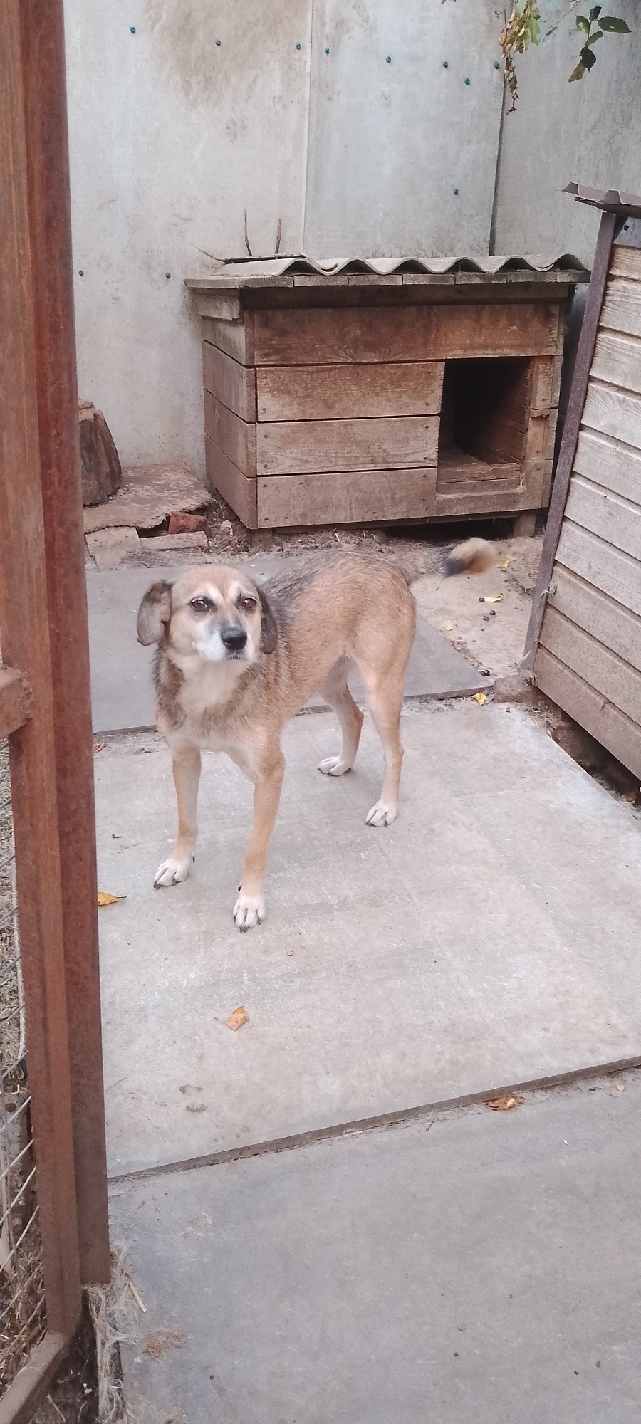 A medium-sized, tan and gray dog stands on a concrete patio in front of a wooden doghouse. The doghouse has a sloped roof and an open entrance. The patio is surrounded by a concrete wall and a metal fence. The scene appears to be an outdoor enclosure, possibly a backyard. The lighting suggests it is daytime. The location is identified as Belgorod, Russia.