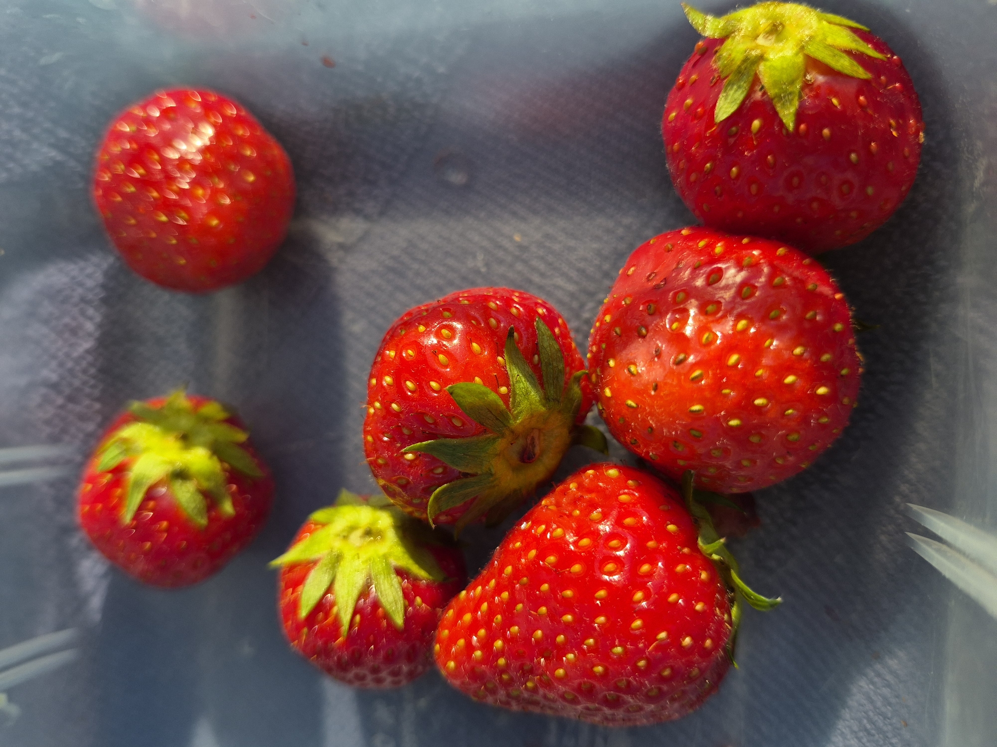 This media file is a close-up, top-down shot of six ripe strawberries resting on a textured, blue surface, possibly a fabric or plastic container. The strawberries are bright red with visible seeds and green stems. They are arranged in a scattered pattern, with some overlapping. The lighting creates highlights and shadows, emphasizing the shiny texture of the berries. There is no text visible in the image. The scene appears to be an indoor setting, perhaps a kitchen or a table, with natural light casting a bright glow on the fruit. The image is sharp and detailed, focusing on the freshness and appeal of the strawberries.