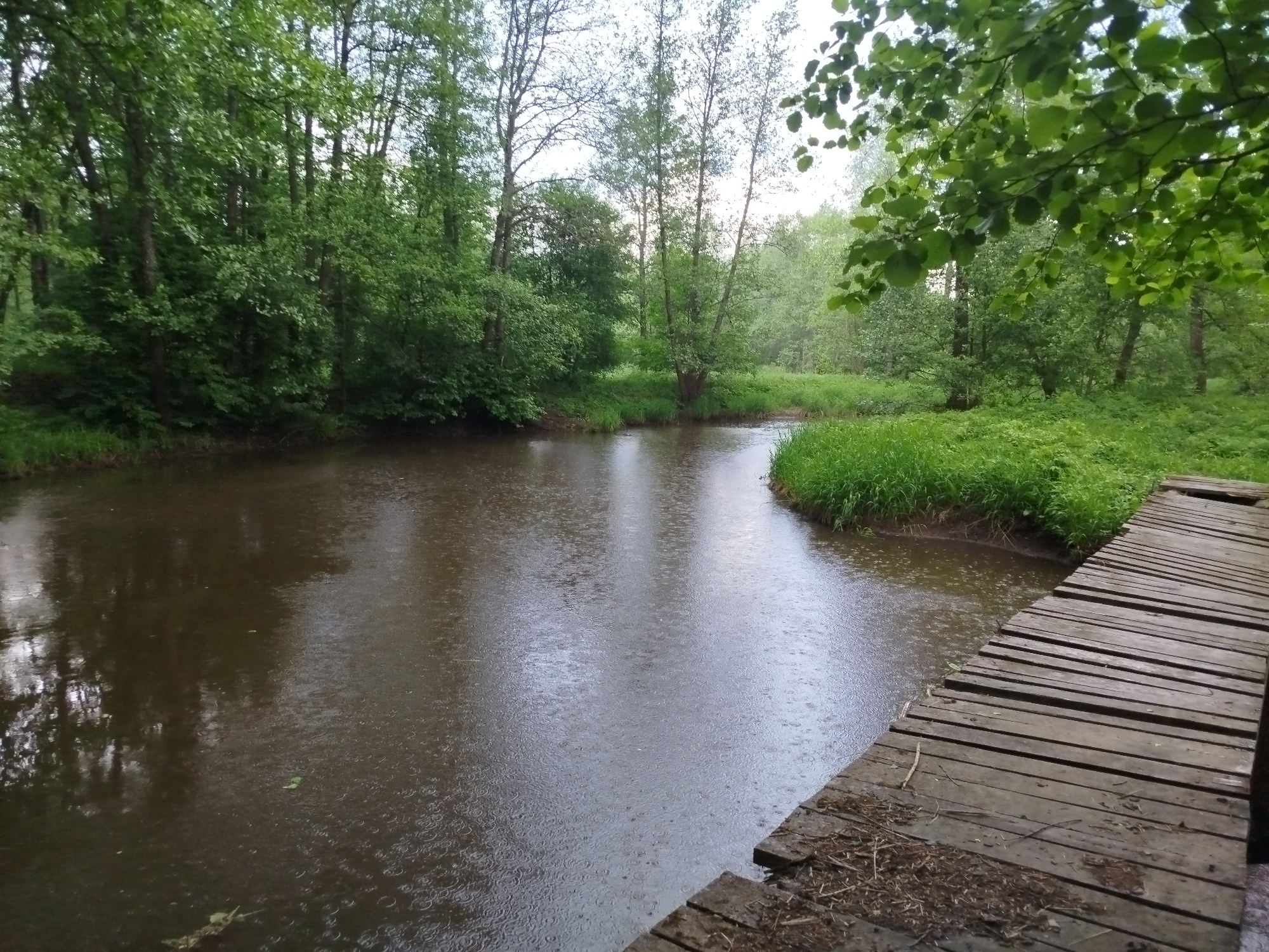 The image depicts a rural scene in Боровково, Russia, featuring a narrow, murky river reflecting the surrounding overcast sky. The riverbanks are lined with lush green vegetation, including trees and grass. A simple wooden bridge extends into the river from the right foreground, its planks worn and weathered. Rain is visibly falling on the water's surface, creating a rippling effect. The environment suggests a tranquil, natural setting. There are no people visible in the image.