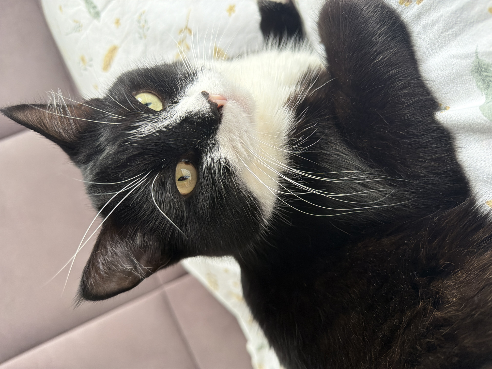 A close-up, eye-level shot shows a black and white tuxedo cat lying on a patterned bedsheet. The cat's head is angled slightly to the right, with its yellow-green eyes open and looking towards the viewer. Its ears are perked, and long white whiskers fan out from its face. The cat has a white chest and a white stripe running up its nose. The background is softly blurred, with a pink upholstered headboard visible on the left and a light-colored bedsheet with a subtle floral pattern on the right. No specific location in Chekhov, Russia, can be determined from the image.